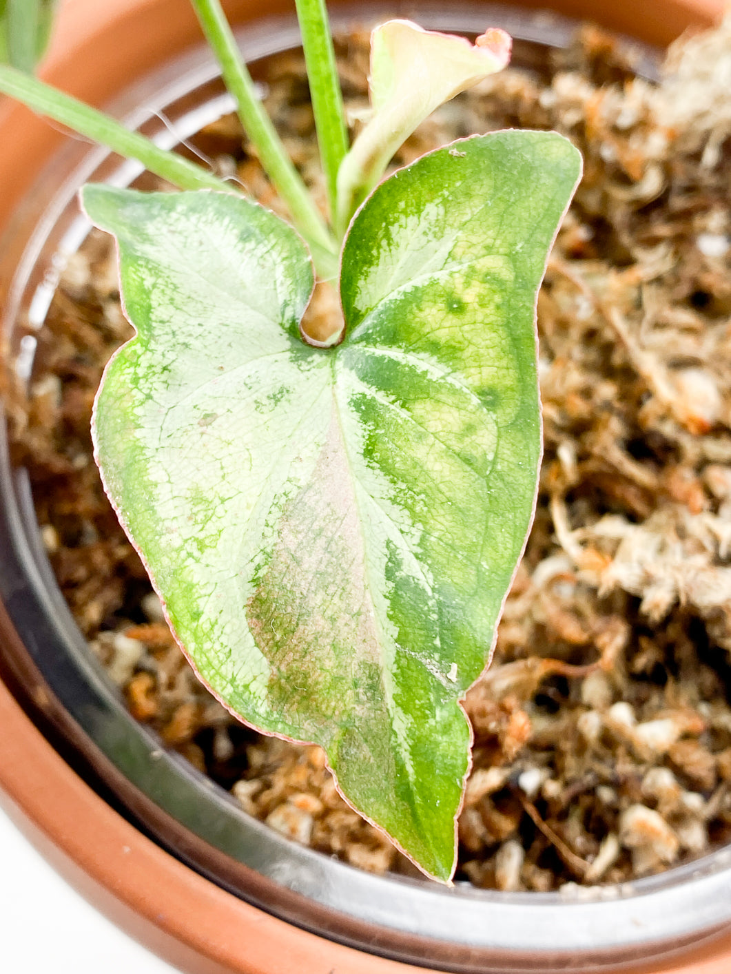 Syngonium Strawberry Milk  Rooting