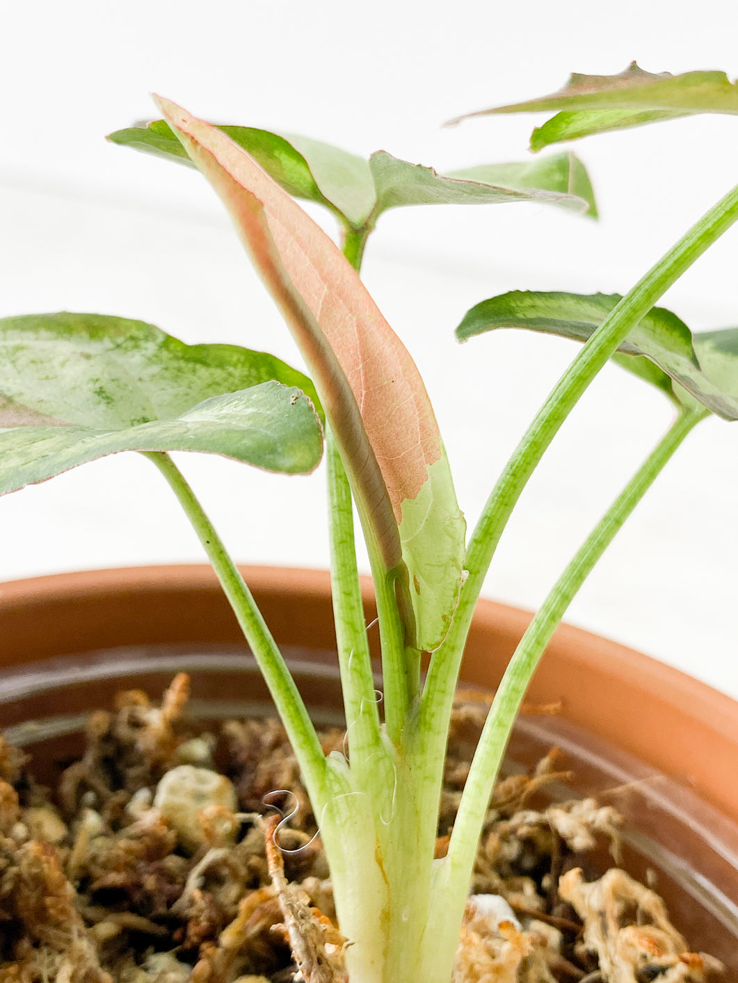 Syngonium Strawberry Milk  Rooting