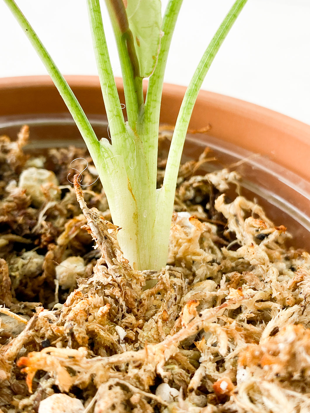 Syngonium Strawberry Milk  Rooting