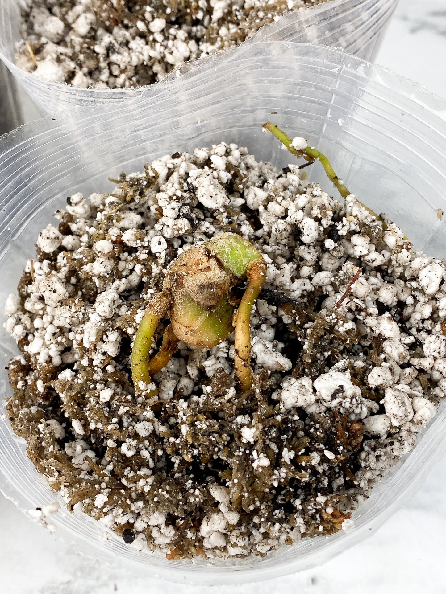 Grower Choice: Anthurium Luxurians Rooted node