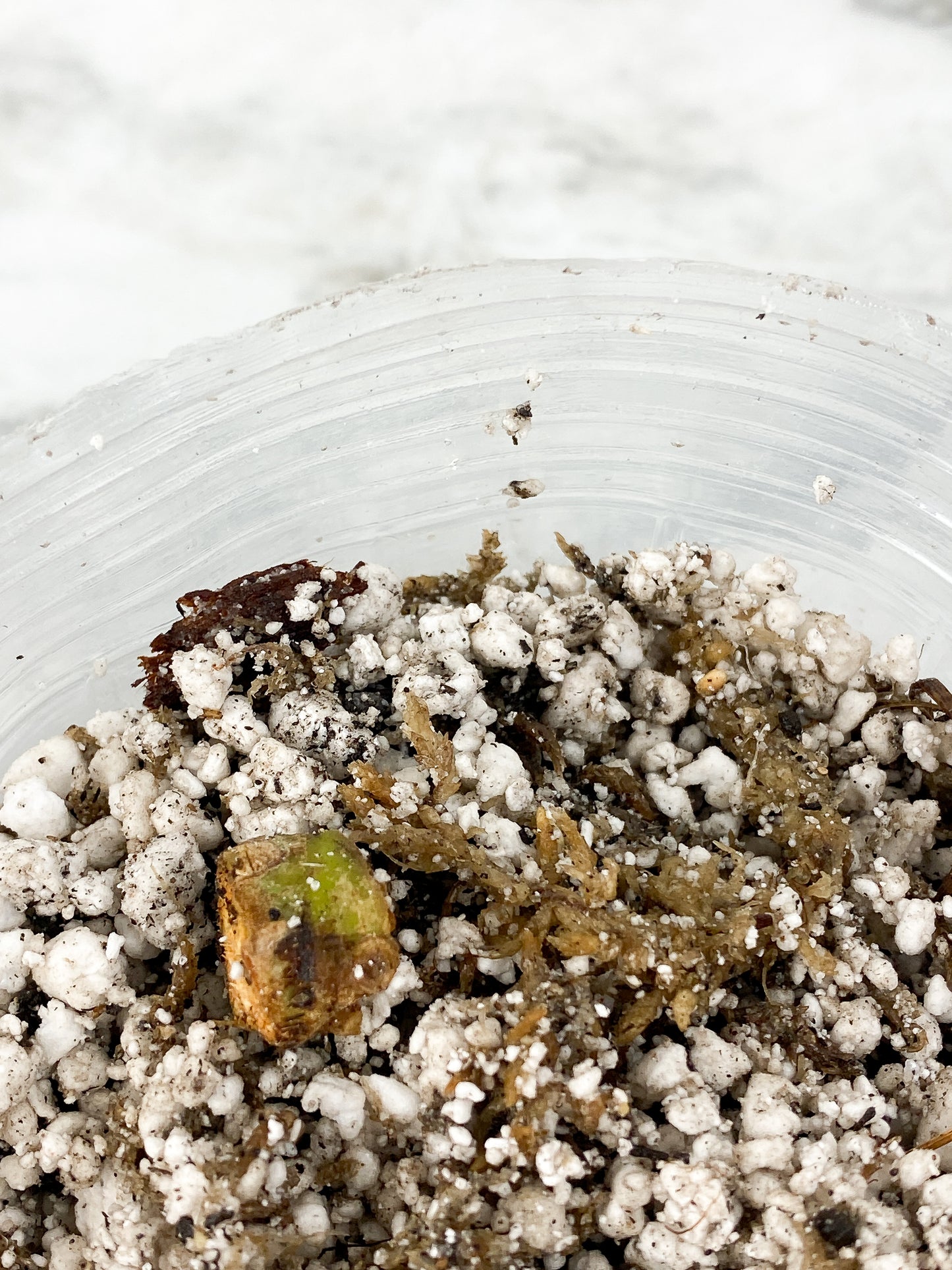Grower Choice: Anthurium Luxurians Rooted node