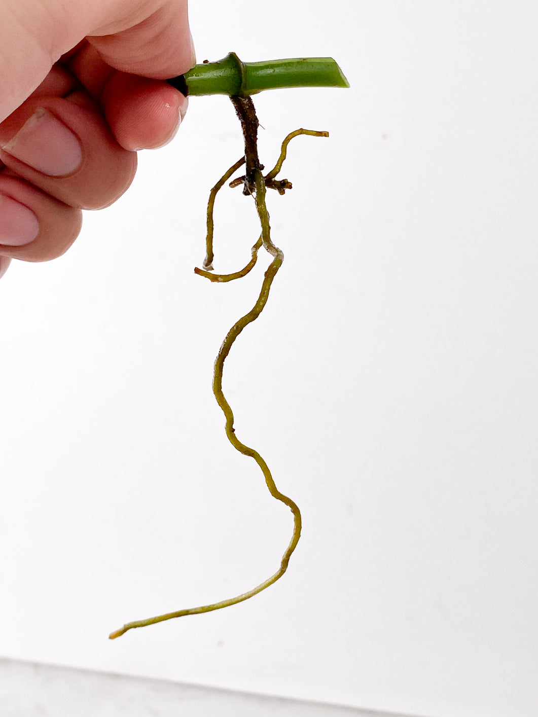 Monstera adansonii albo variegated double node