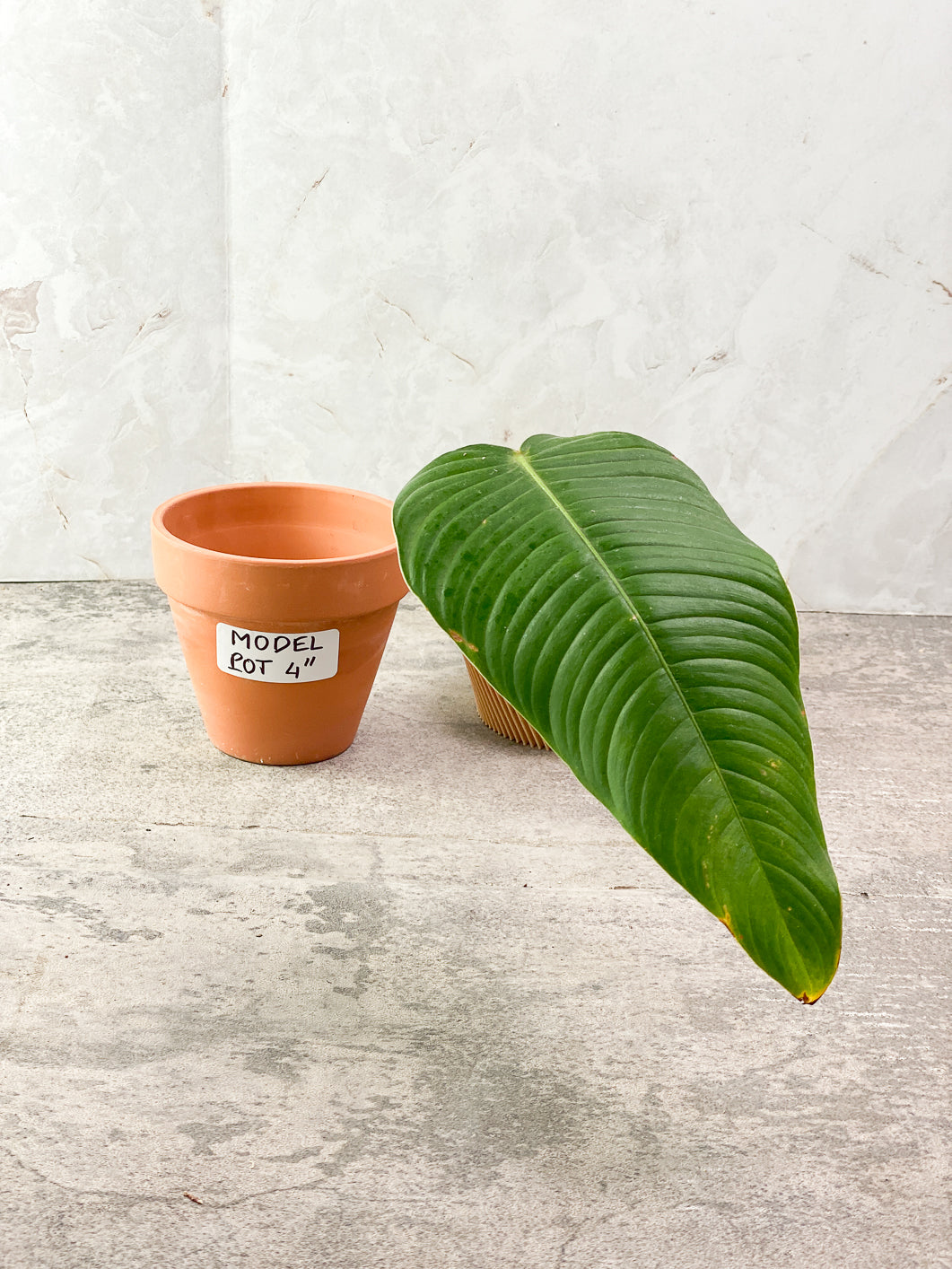 Philodendron Scherberichii 1 leaf Rooted