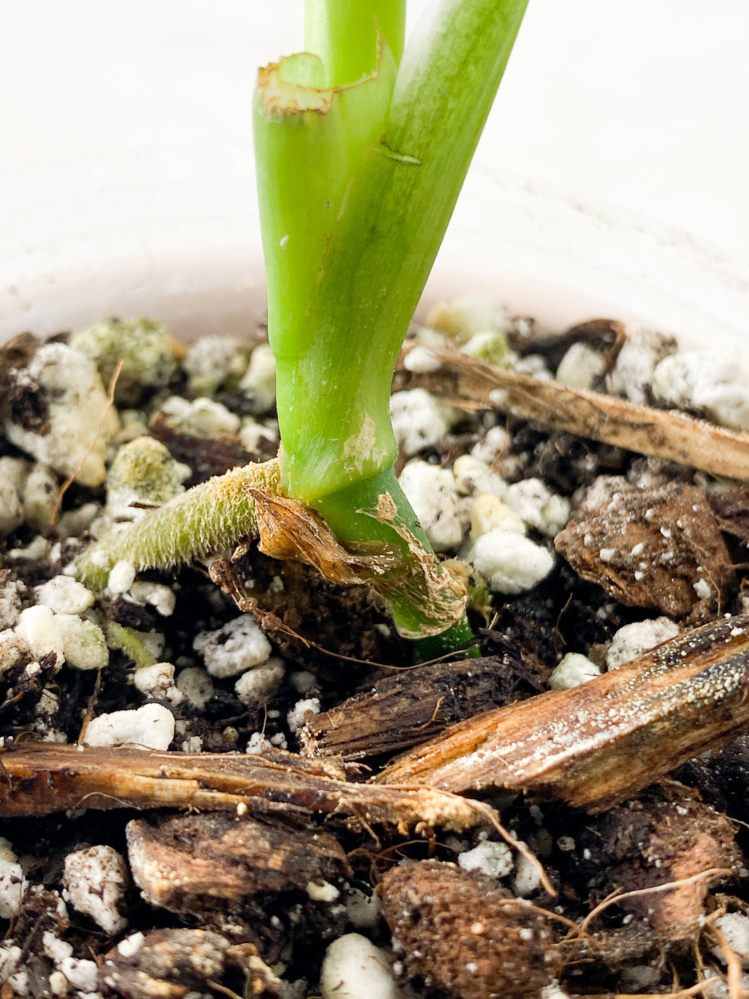 Combo: Monstera Lecheriana 1 leaf Rooted & Epipremnum Pinnatum Albo 2 leaves 1 sprout