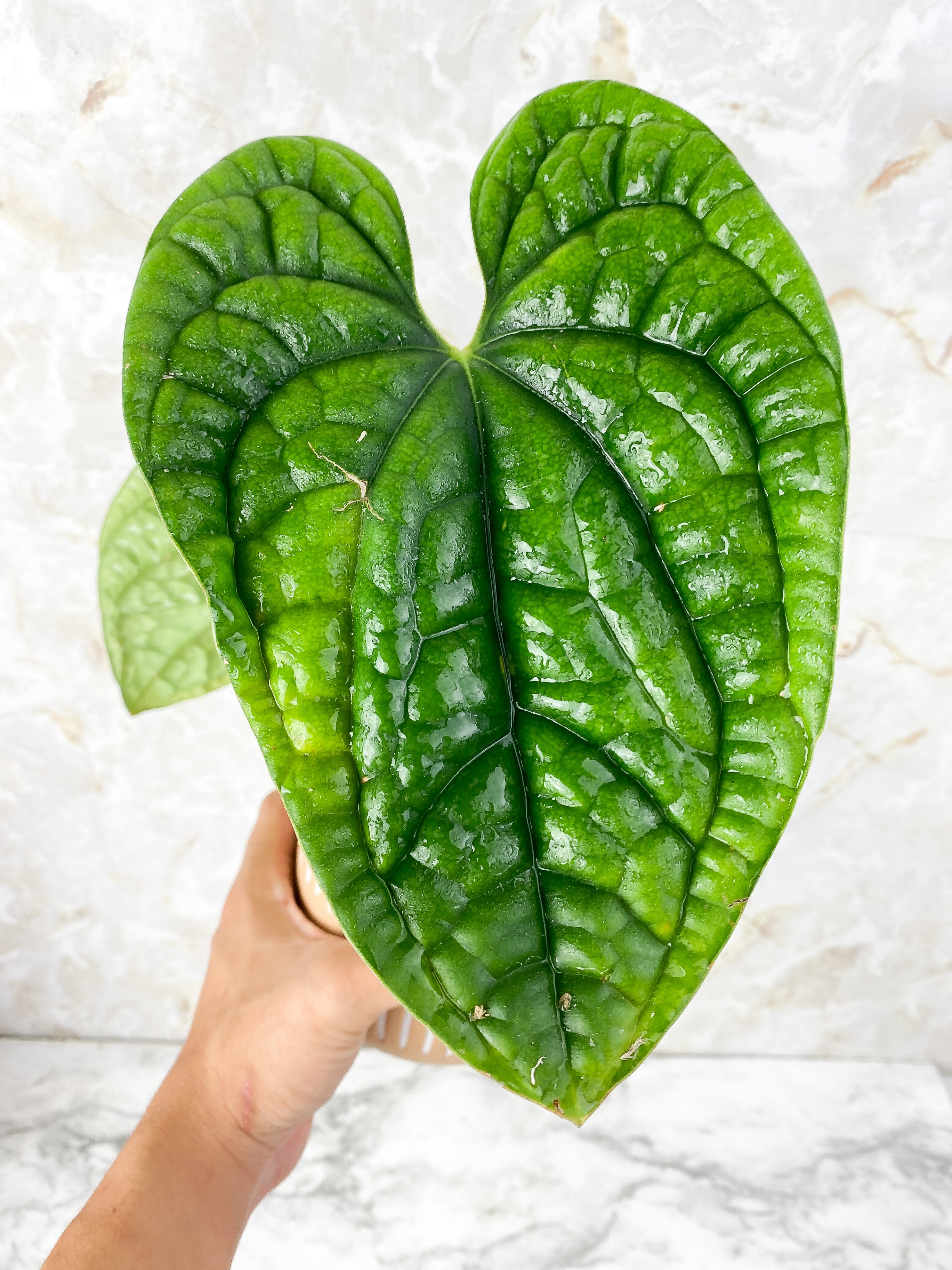 Grower Choice: Anthurium Luxurians Rooted node