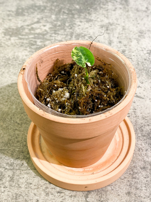 Syngonium Aurea 1 leaf 1 sprout rooted
