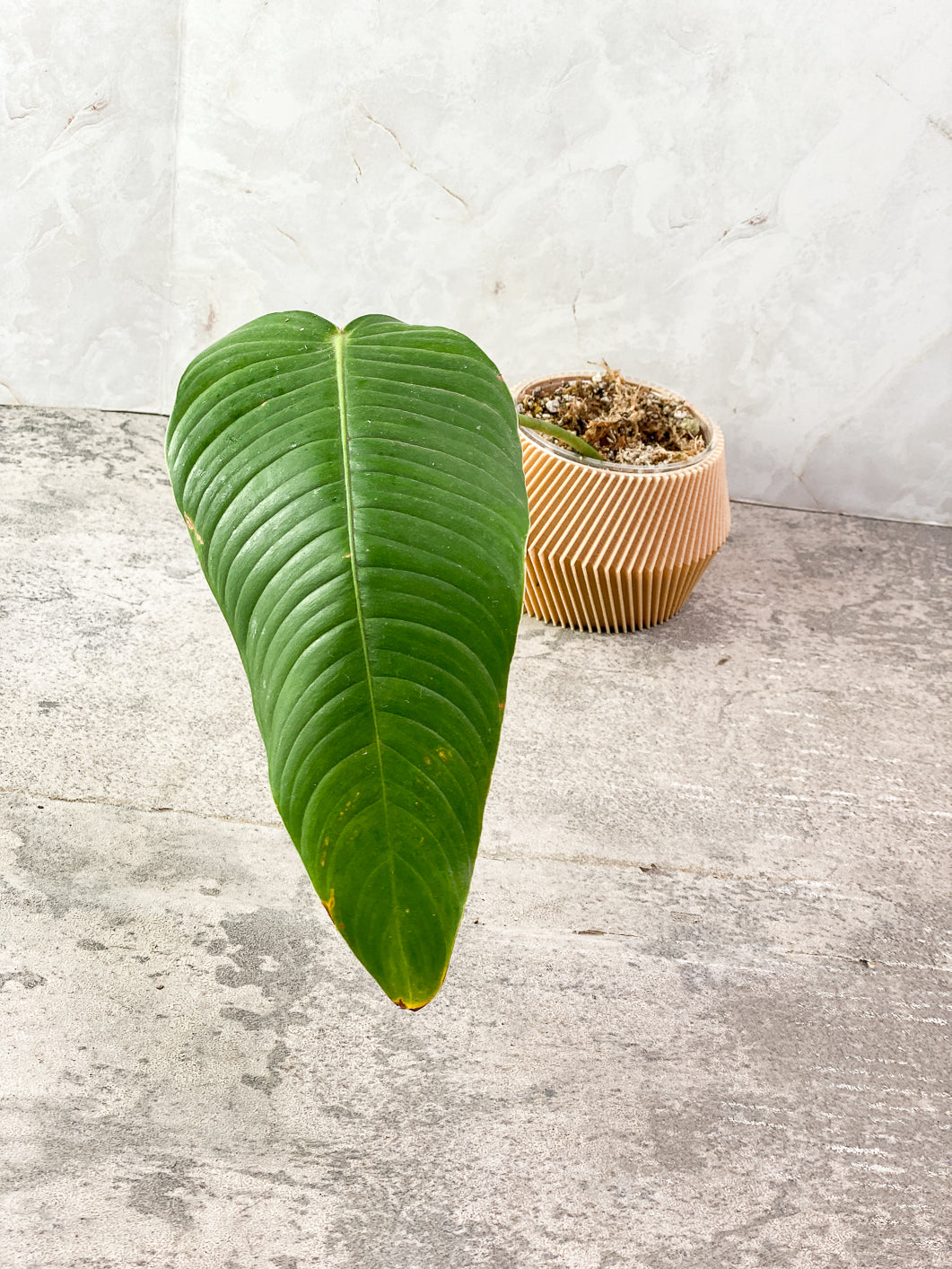 Philodendron Scherberichii 1 leaf Rooted