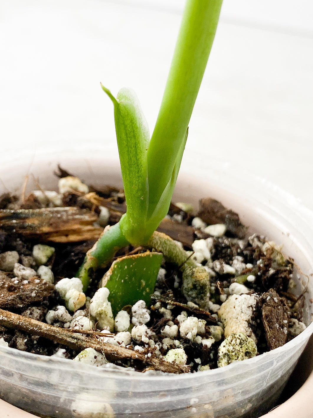 Combo: Monstera Lecheriana 1 leaf Rooted & Epipremnum Pinnatum Albo 2 leaves 1 sprout