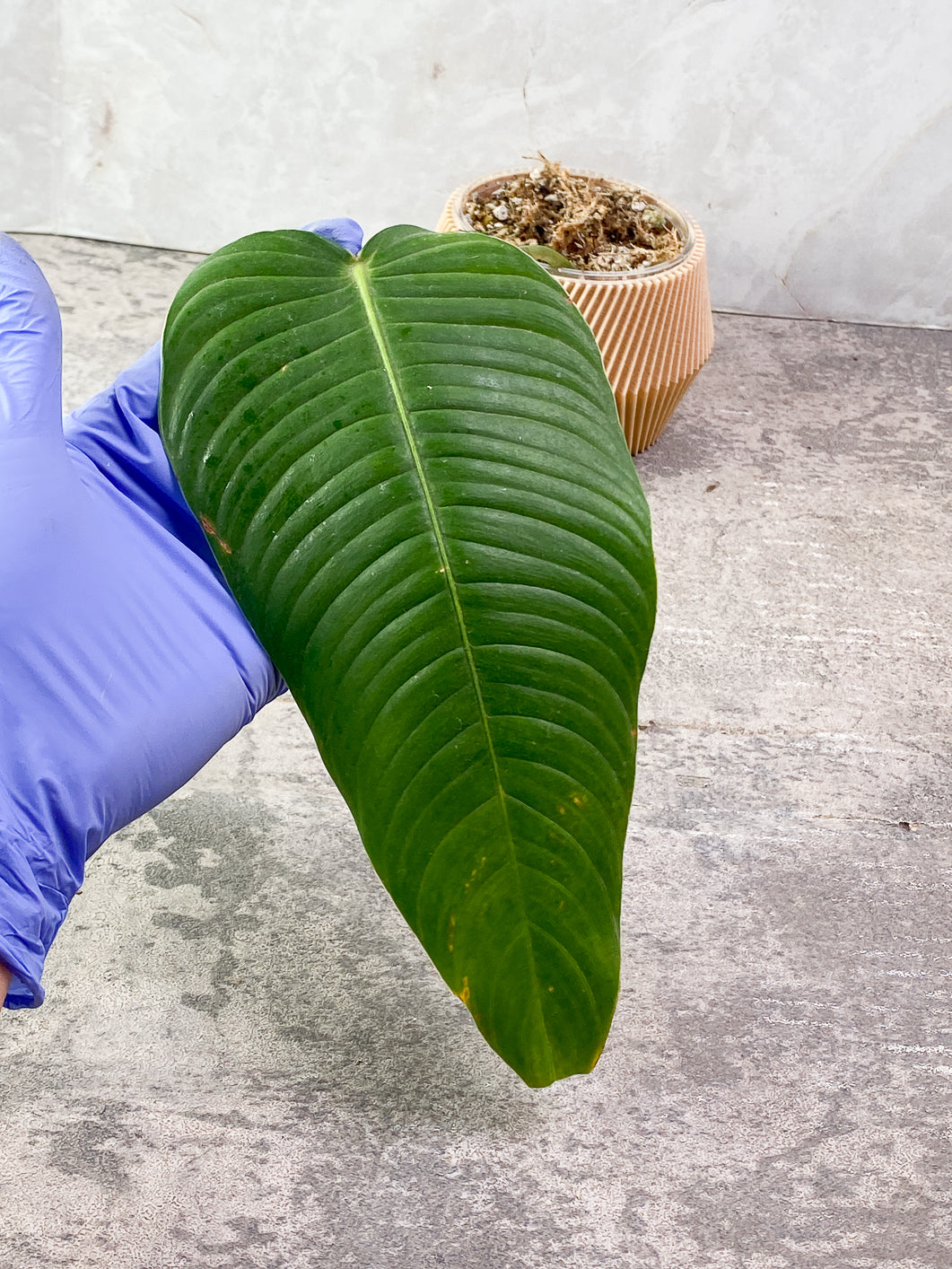 Philodendron Scherberichii 1 leaf Rooted