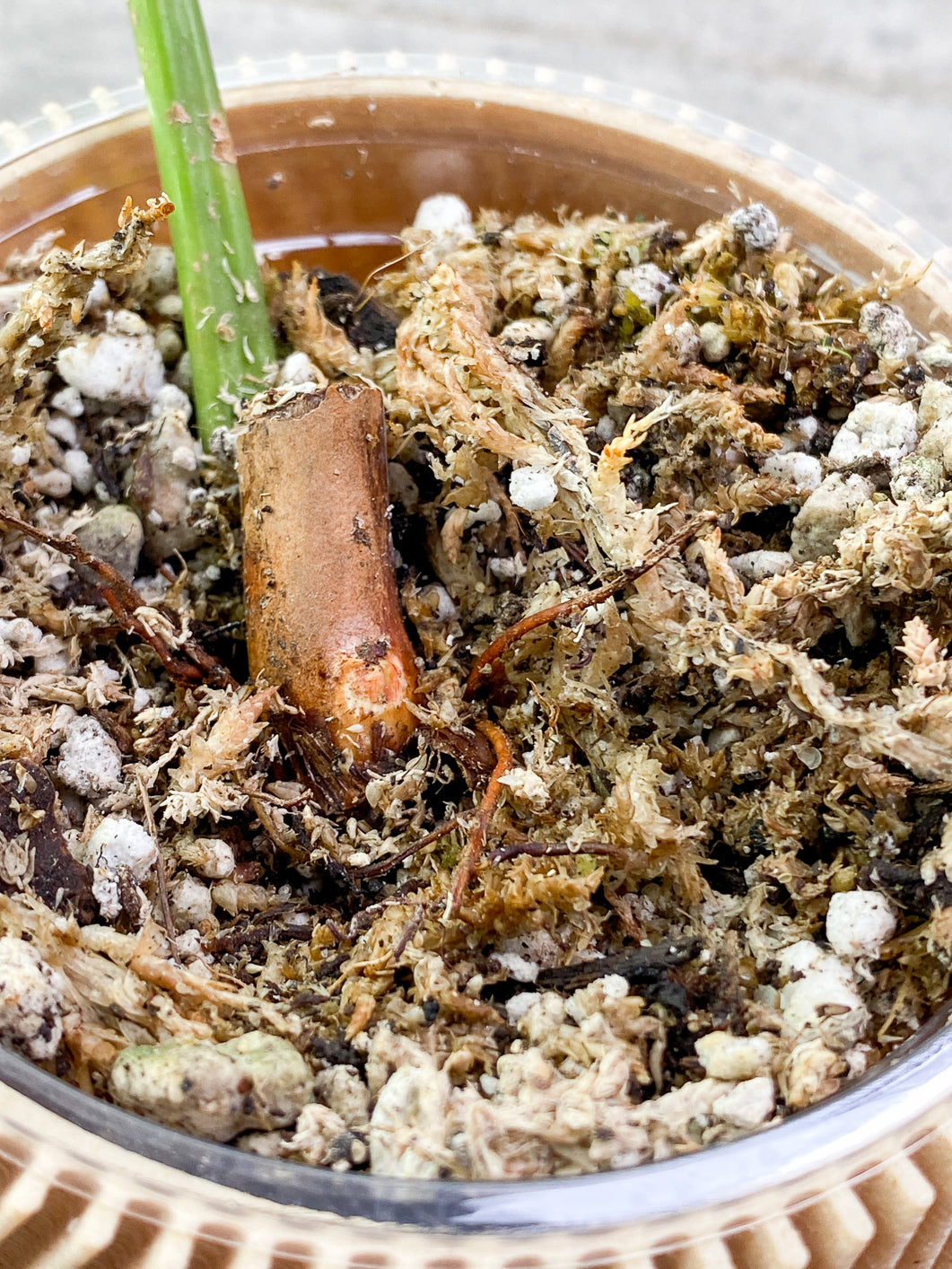 Philodendron Scherberichii 1 leaf Rooted