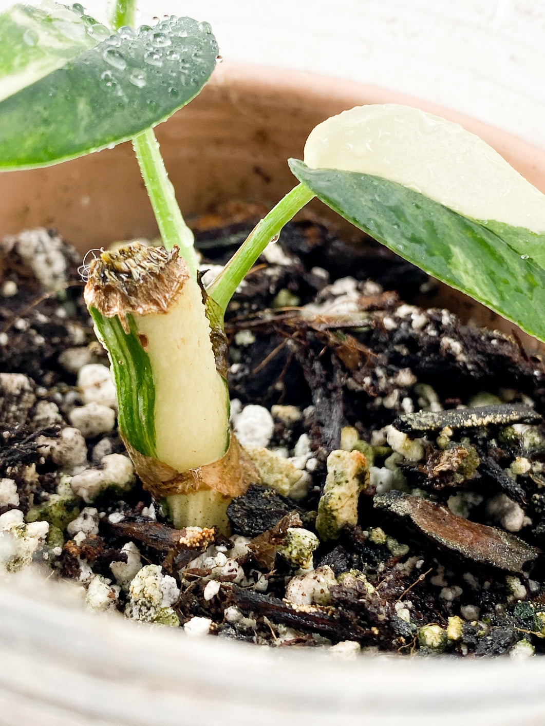 Combo: Monstera Lecheriana 1 leaf Rooted & Epipremnum Pinnatum Albo 2 leaves 1 sprout