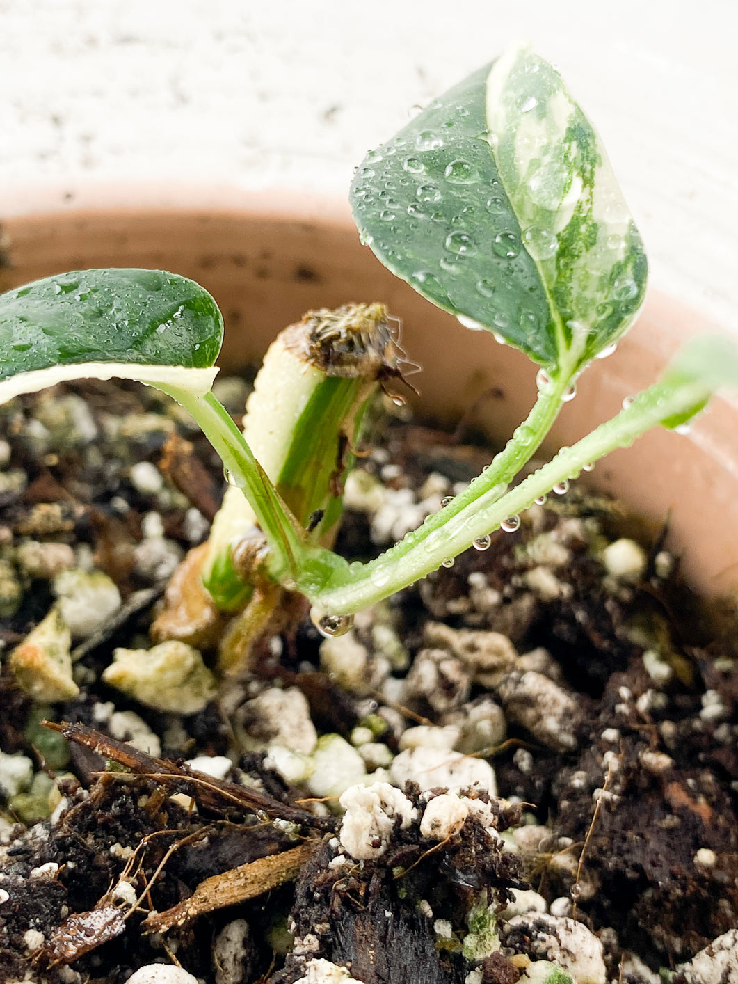 Combo: Monstera Lecheriana 1 leaf Rooted & Epipremnum Pinnatum Albo 2 leaves 1 sprout