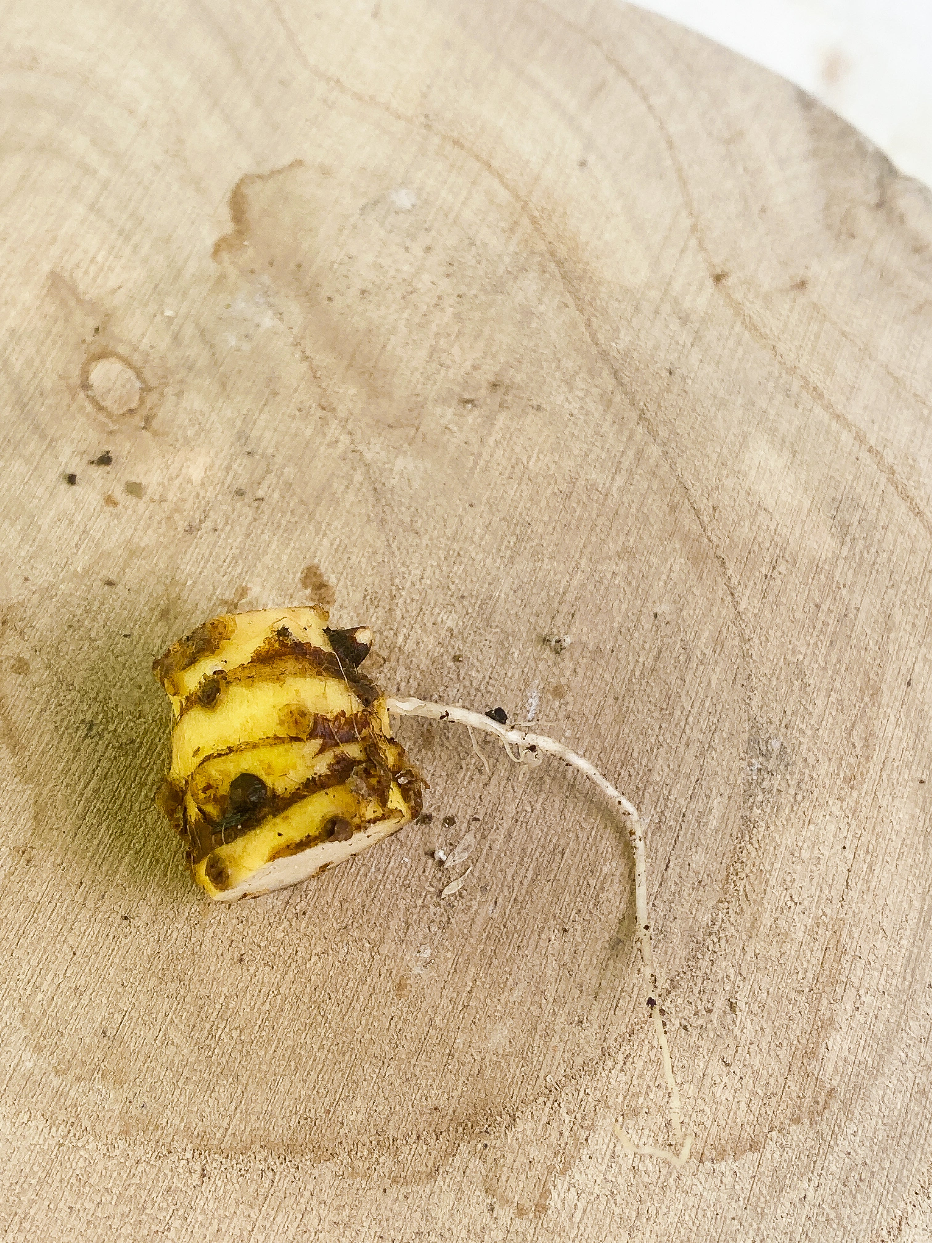 Alocasia Jacklyn node rooting with multiple sprout