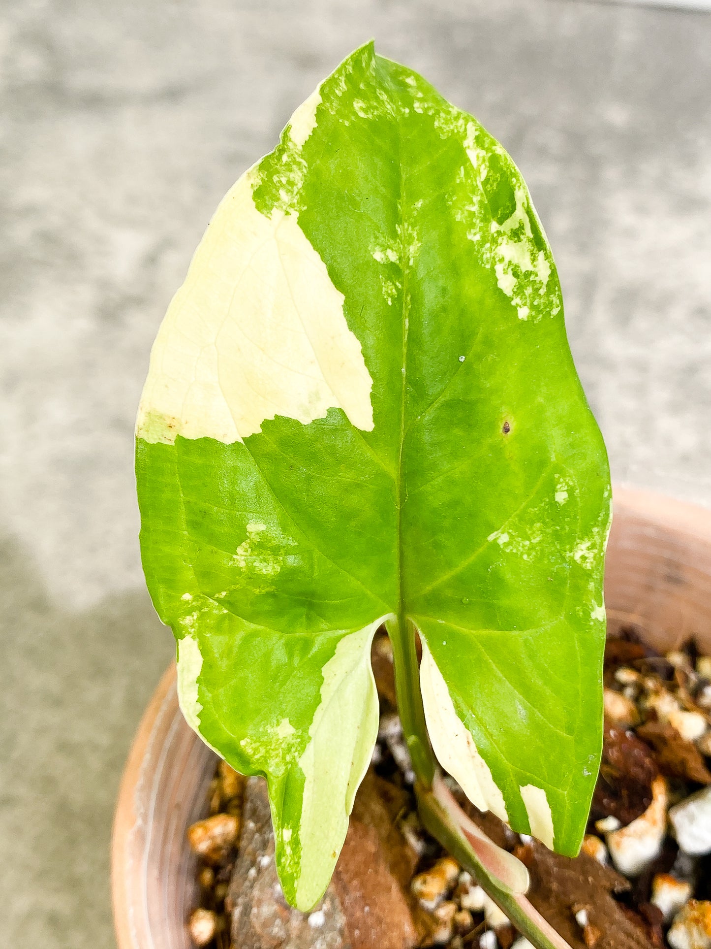 Syngonium Aurea 2 leaves rooted