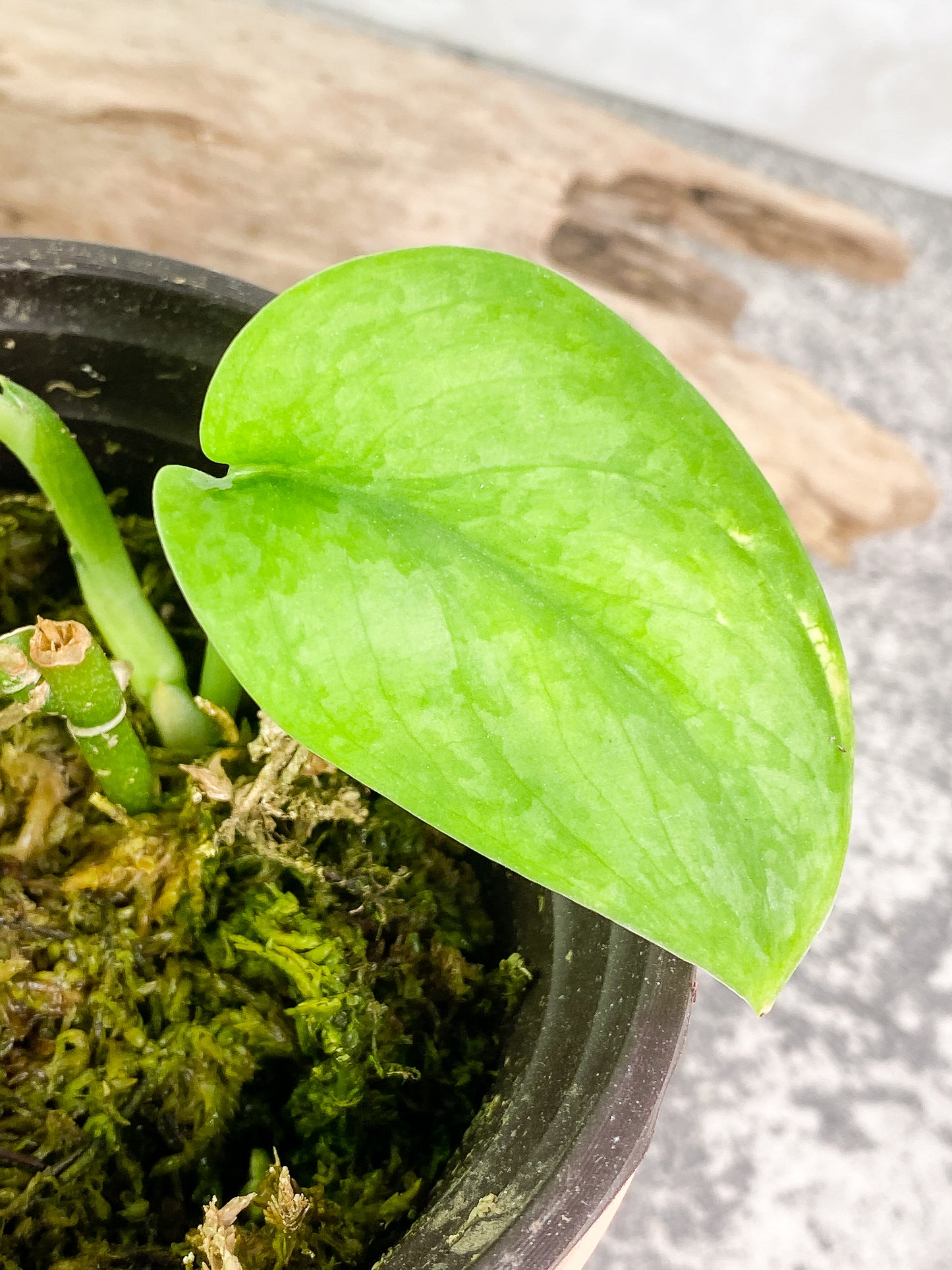 Scindapsus Silver cloud cutting with 2 leaves with 1 sprout rooted