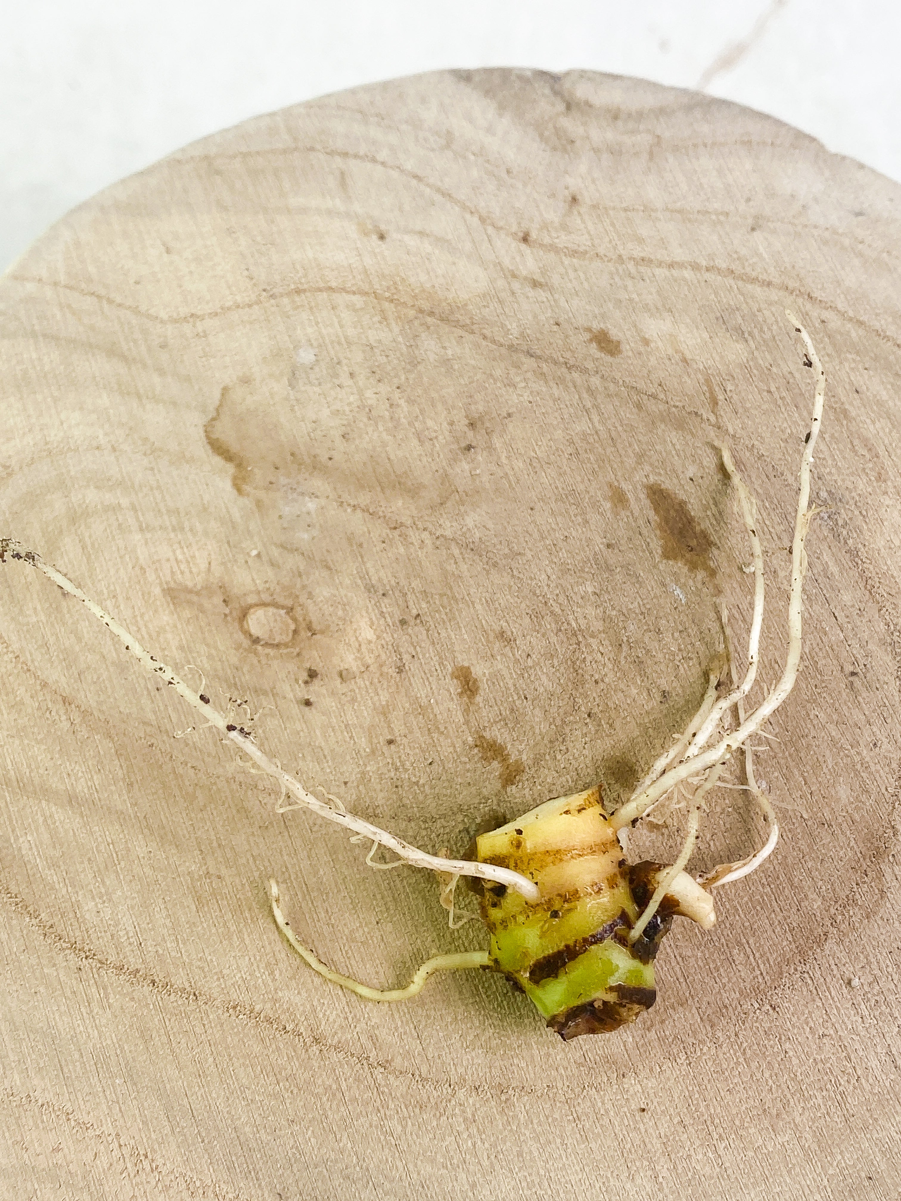 Alocasia Jacklyn node Slightly Rooted with multiple sprouts