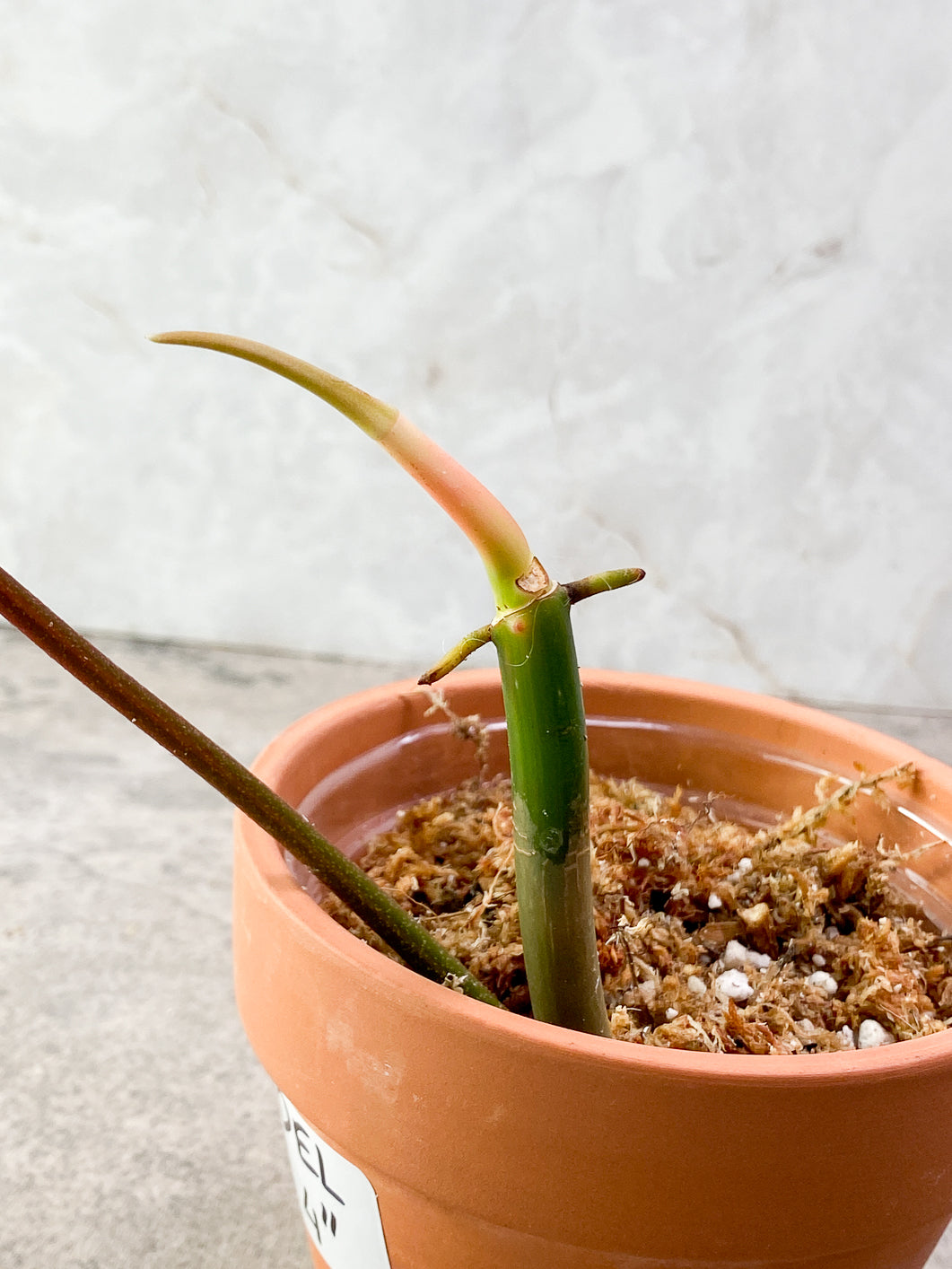 Philodendron Florida beauty 1 leaf 1 sprout Top Cutting Slightly Rooted
