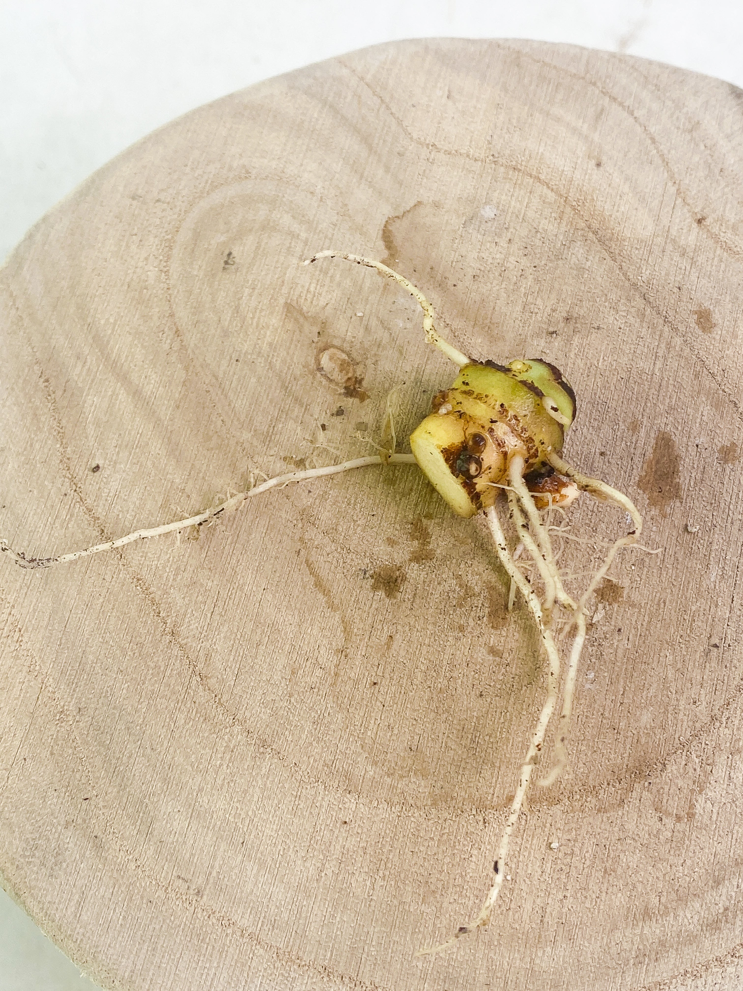 Alocasia Jacklyn node Slightly Rooted with multiple sprouts