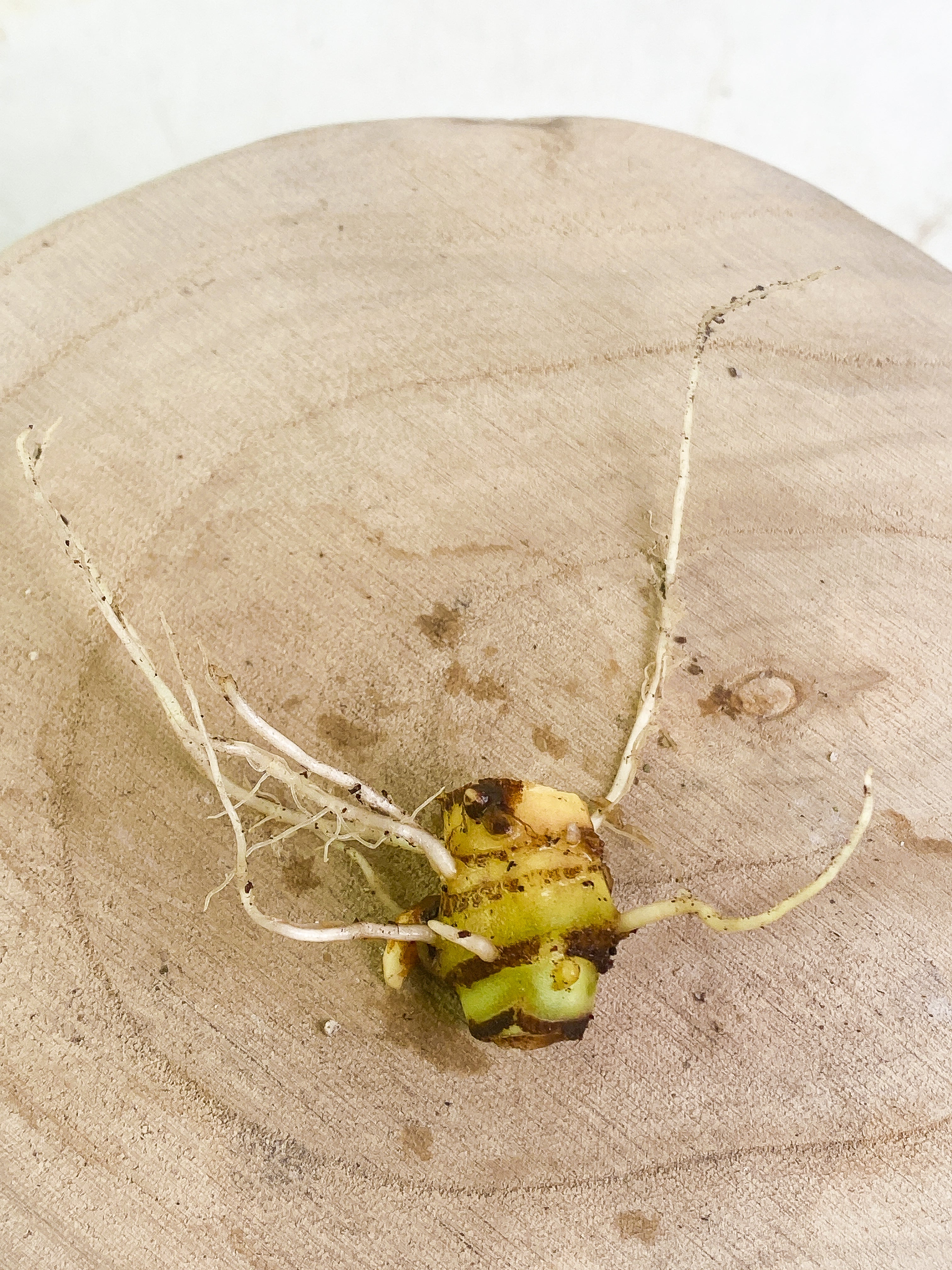 Alocasia Jacklyn node Slightly Rooted with multiple sprouts