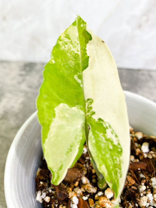Syngonium Aurea 1 leaf 2 growth points rooted