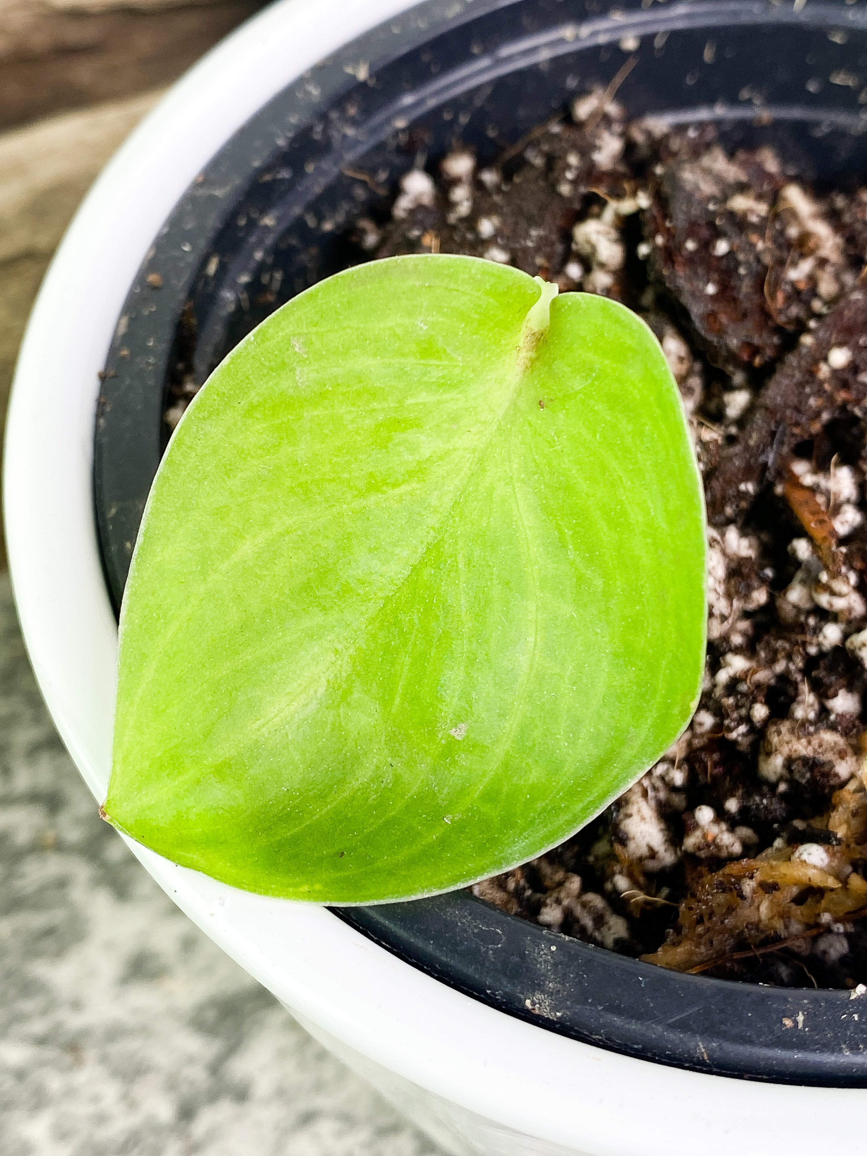 Scindapsus Silver hero cutting with 1 leaf rooted