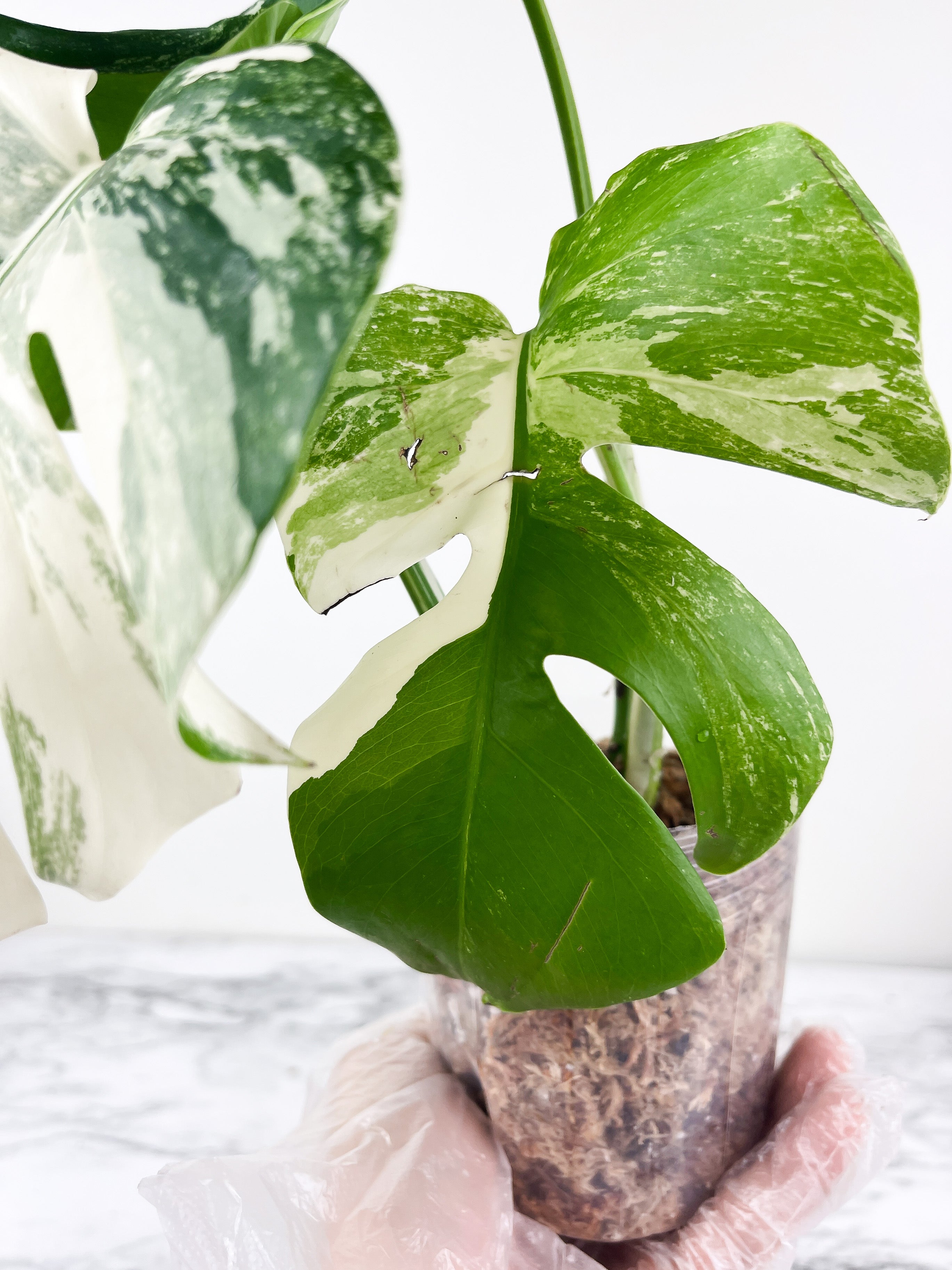 Monstera Albo Borsigiana 3 leaves top cutting. Highly variegated. Slightly Rooted