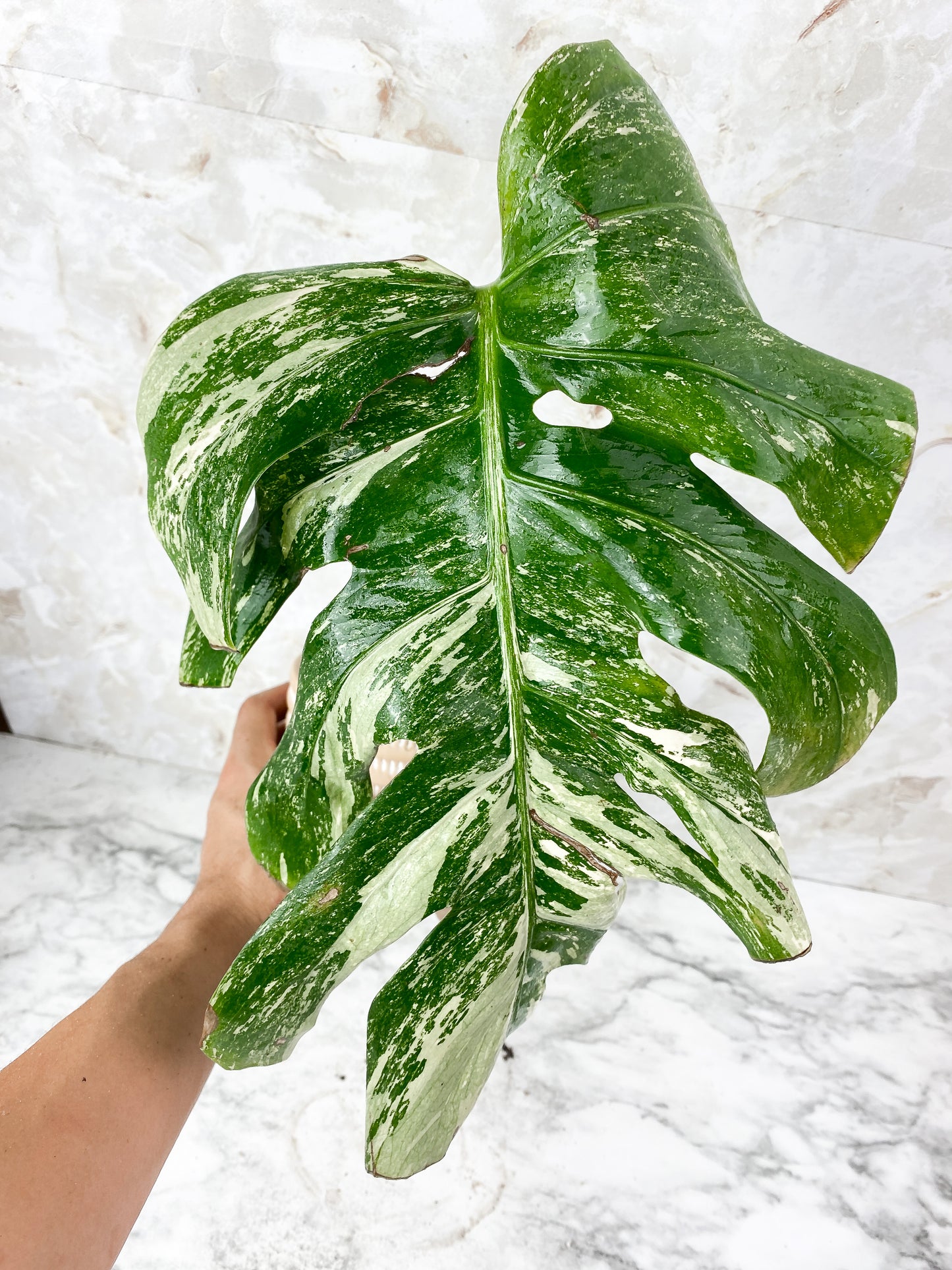 Monstera Variegated Large Slightly rooted. 1 leaf and 1 sprout