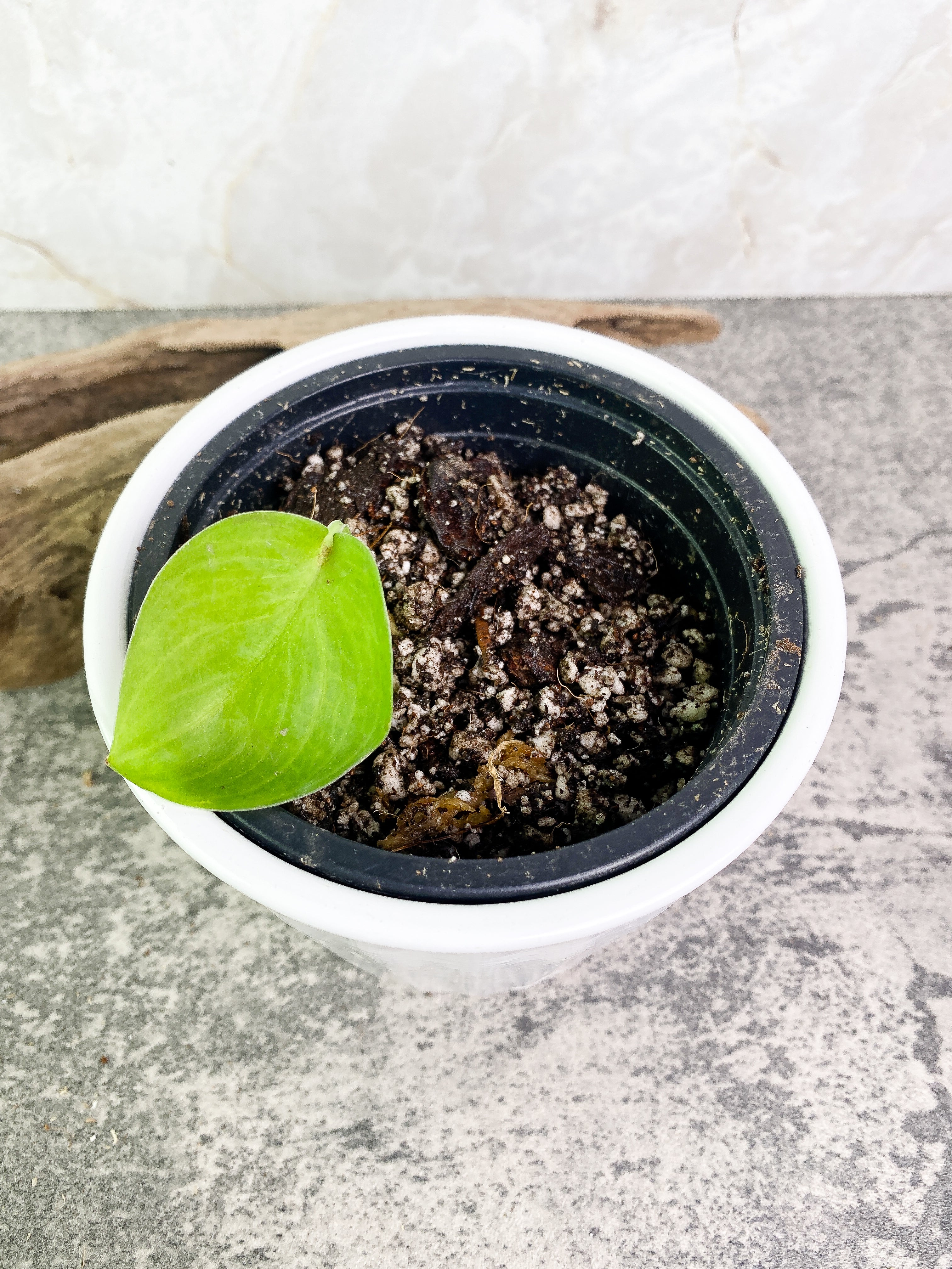 Scindapsus Silver hero cutting with 1 leaf rooted