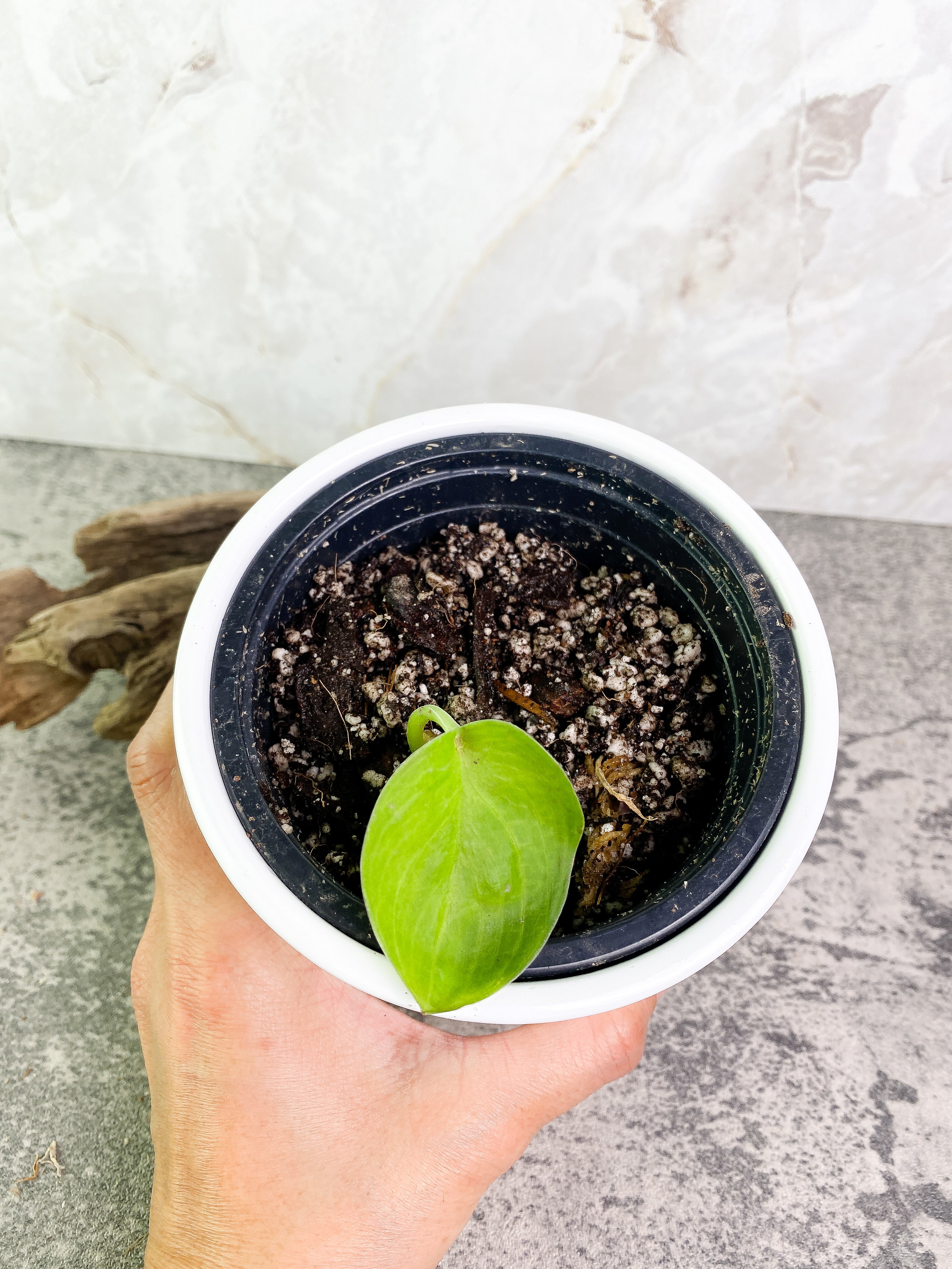 Scindapsus Silver hero cutting with 1 leaf rooted