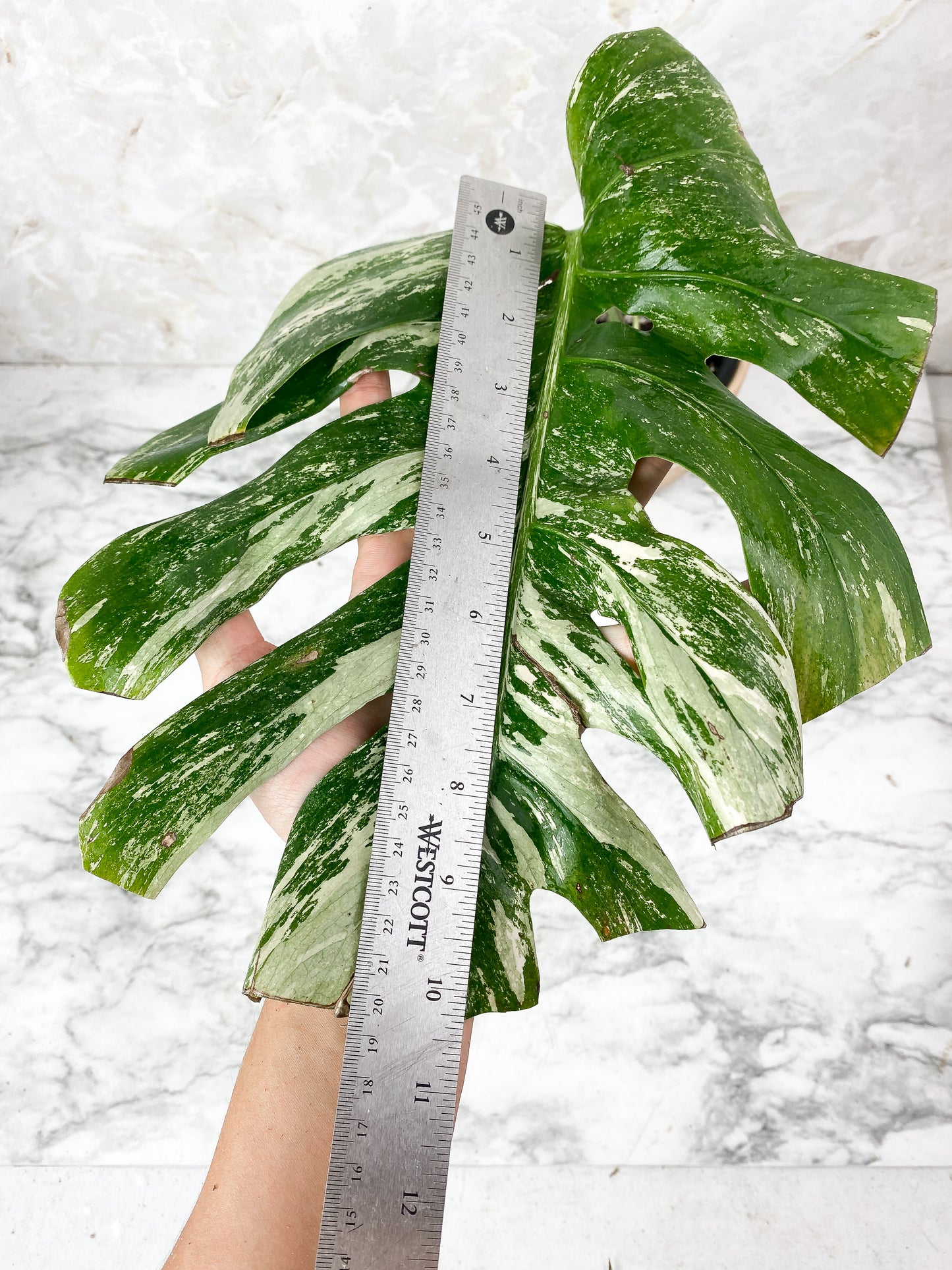 Monstera Variegated Large Slightly rooted. 1 leaf and 1 sprout