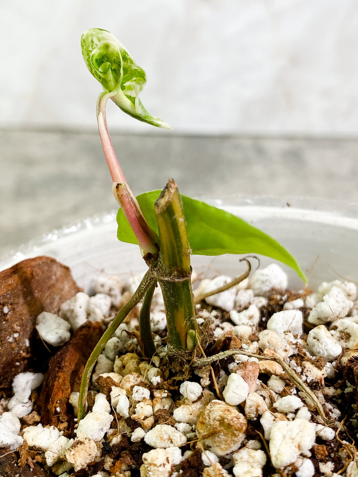 Syngonium Aurea 2 leaves rooted