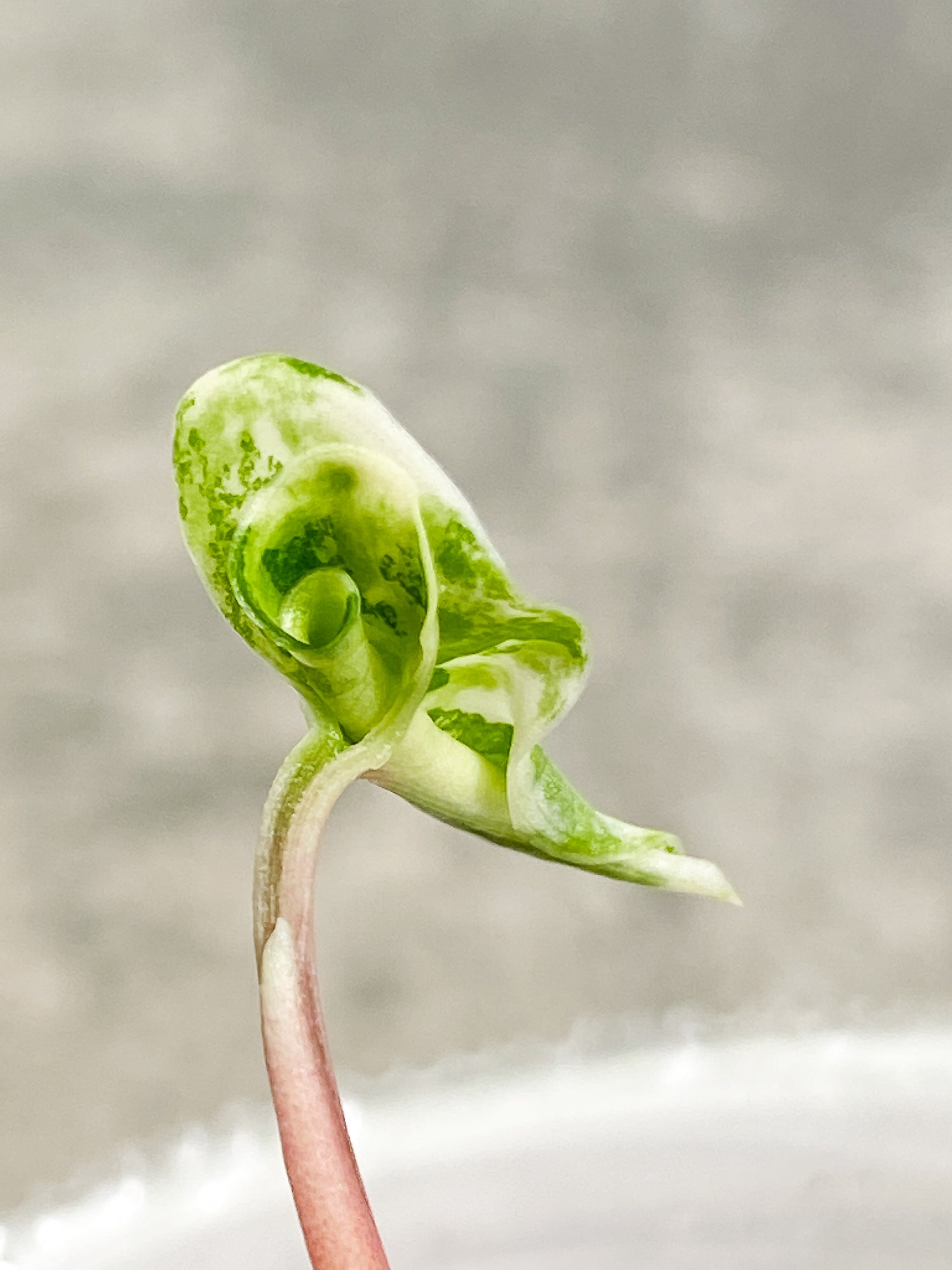 Syngonium Aurea 2 leaves rooted