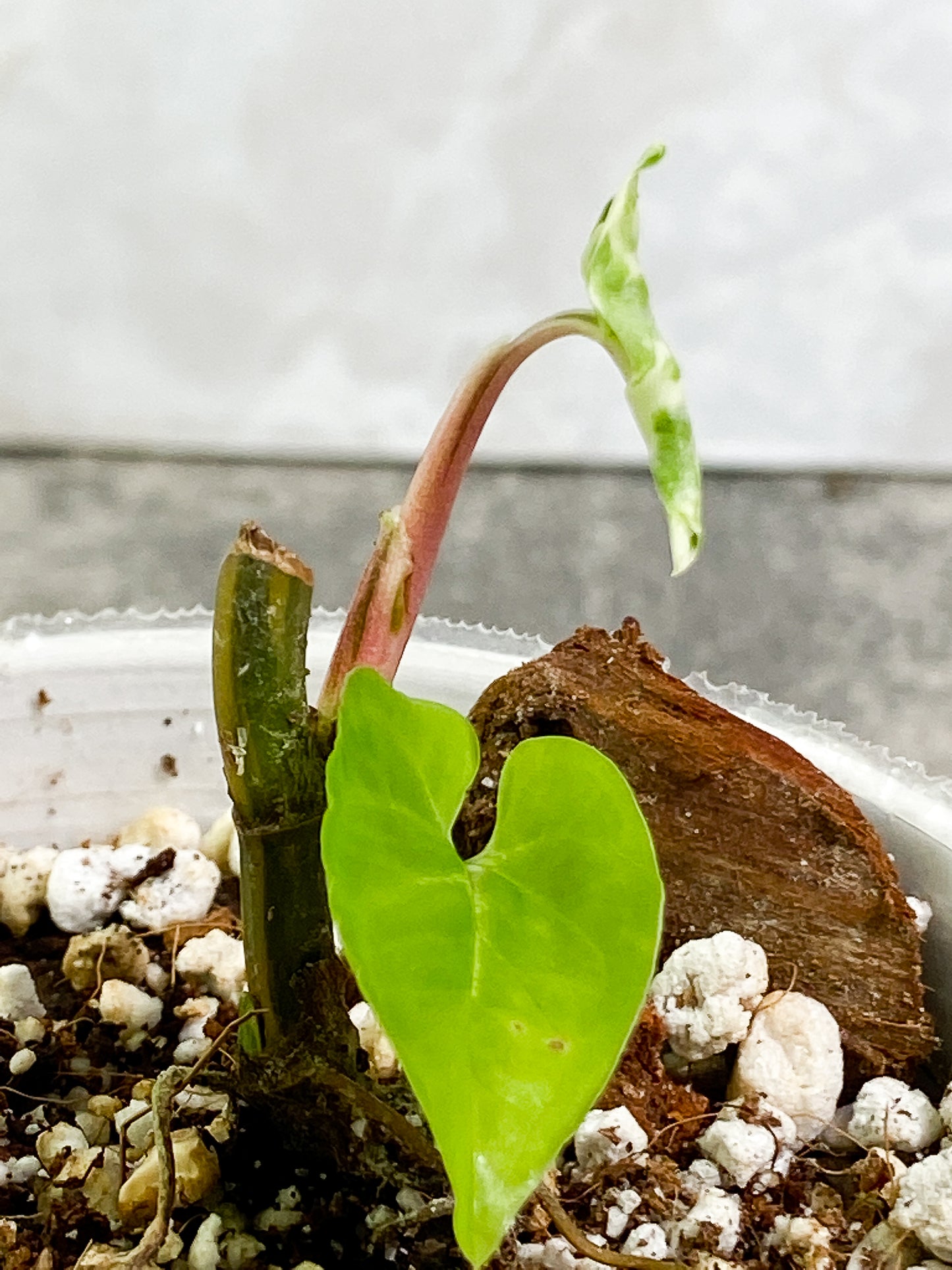 Syngonium Aurea 2 leaves rooted
