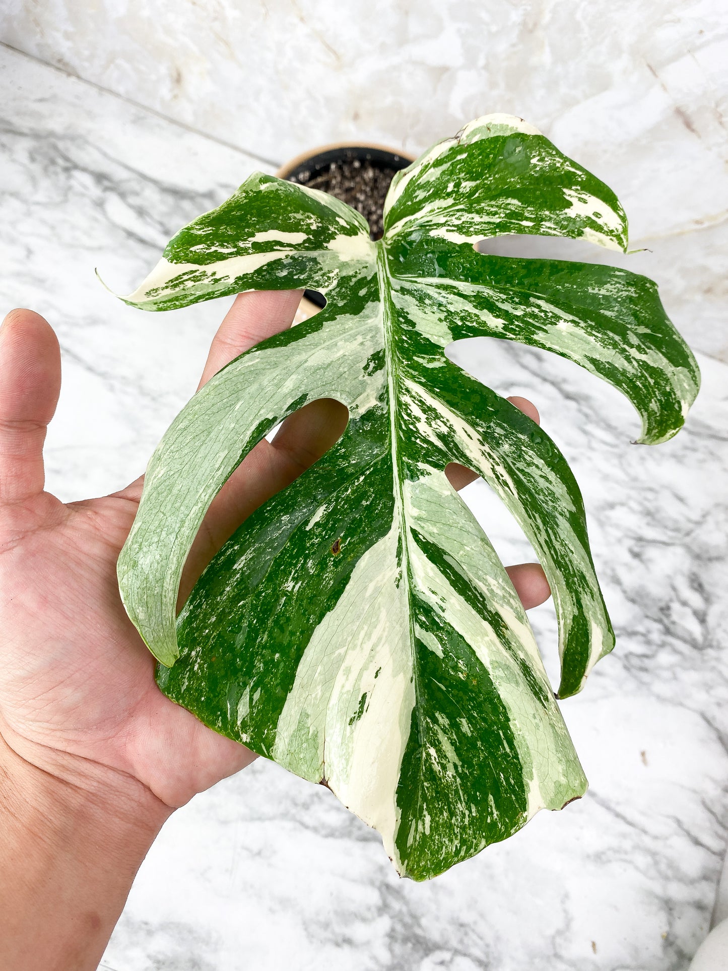 Monstera albo variegated Slightly Rooted