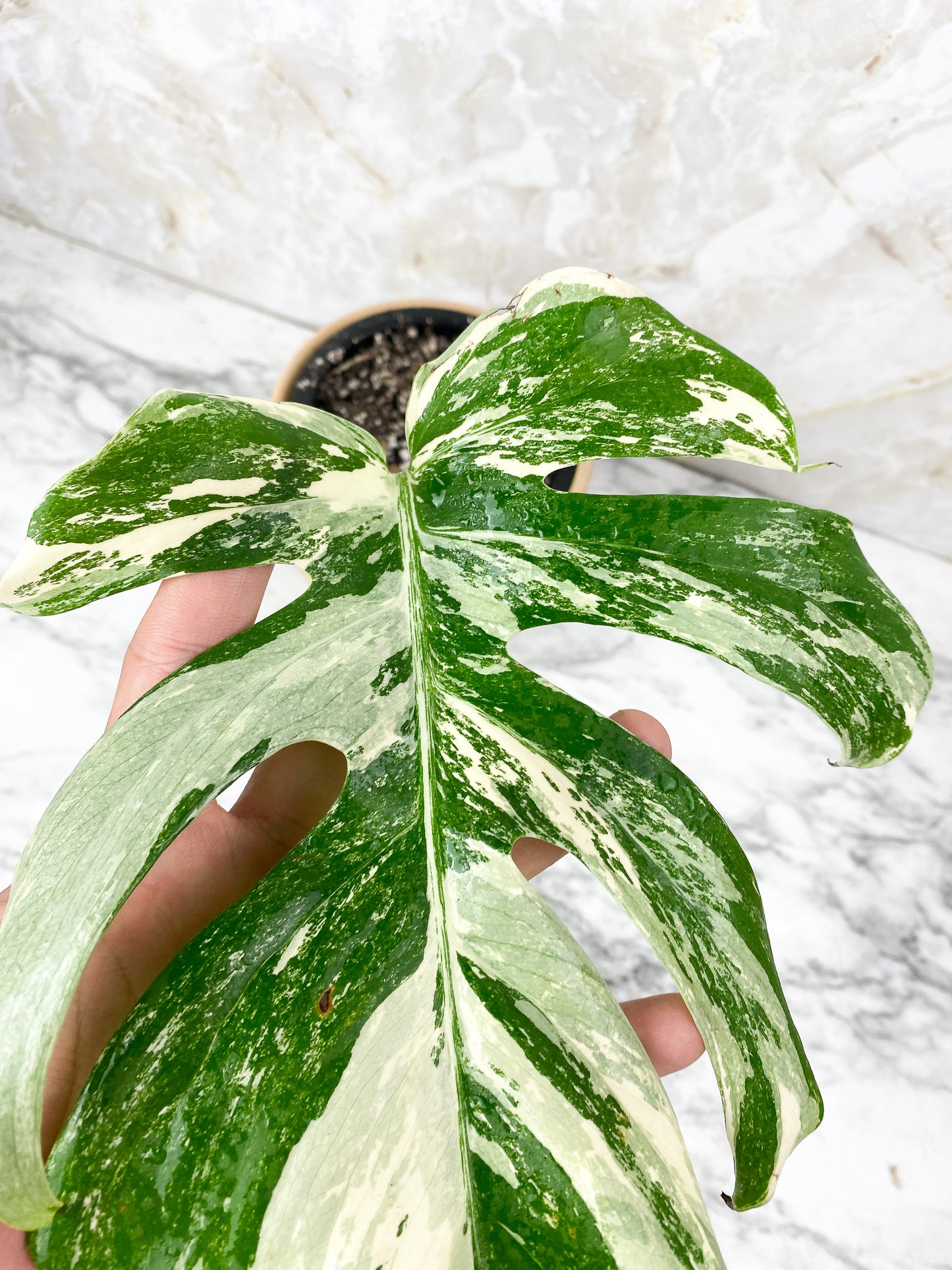 Monstera albo variegated Slightly Rooted
