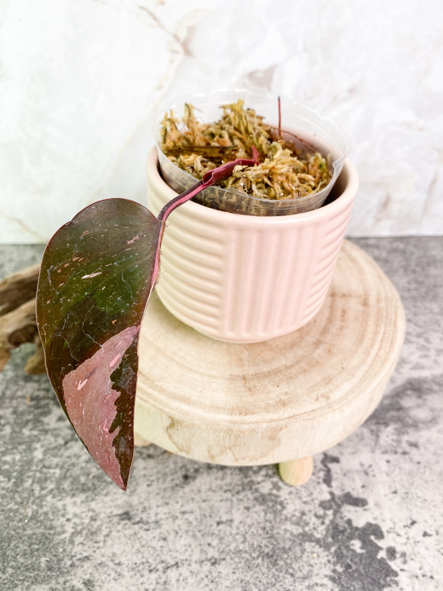 Philodendron Red Anderson cutting with 1 leaf and 1 sprout Rooted
