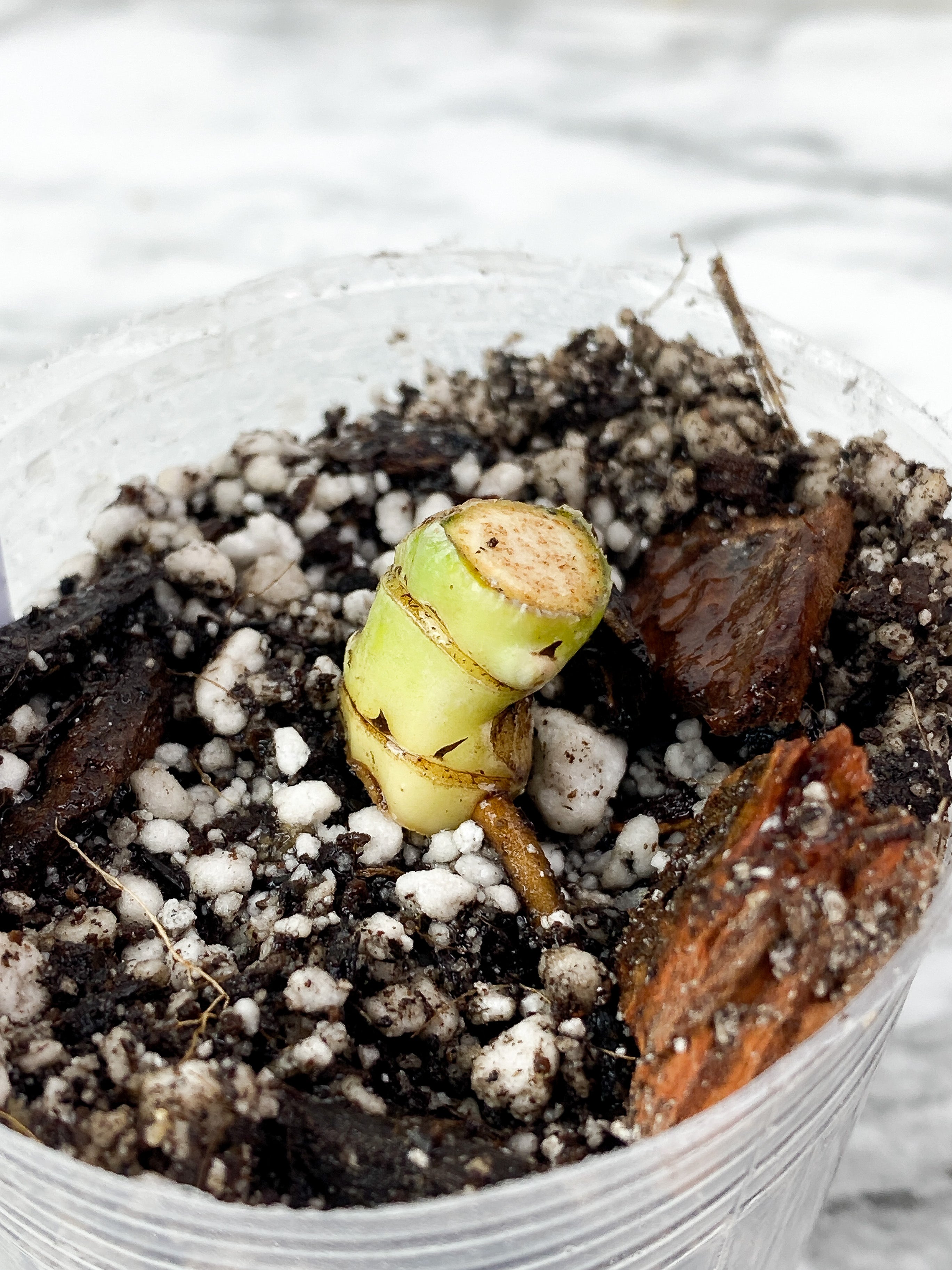 Philodendron Snowdrift Rooting Double Node