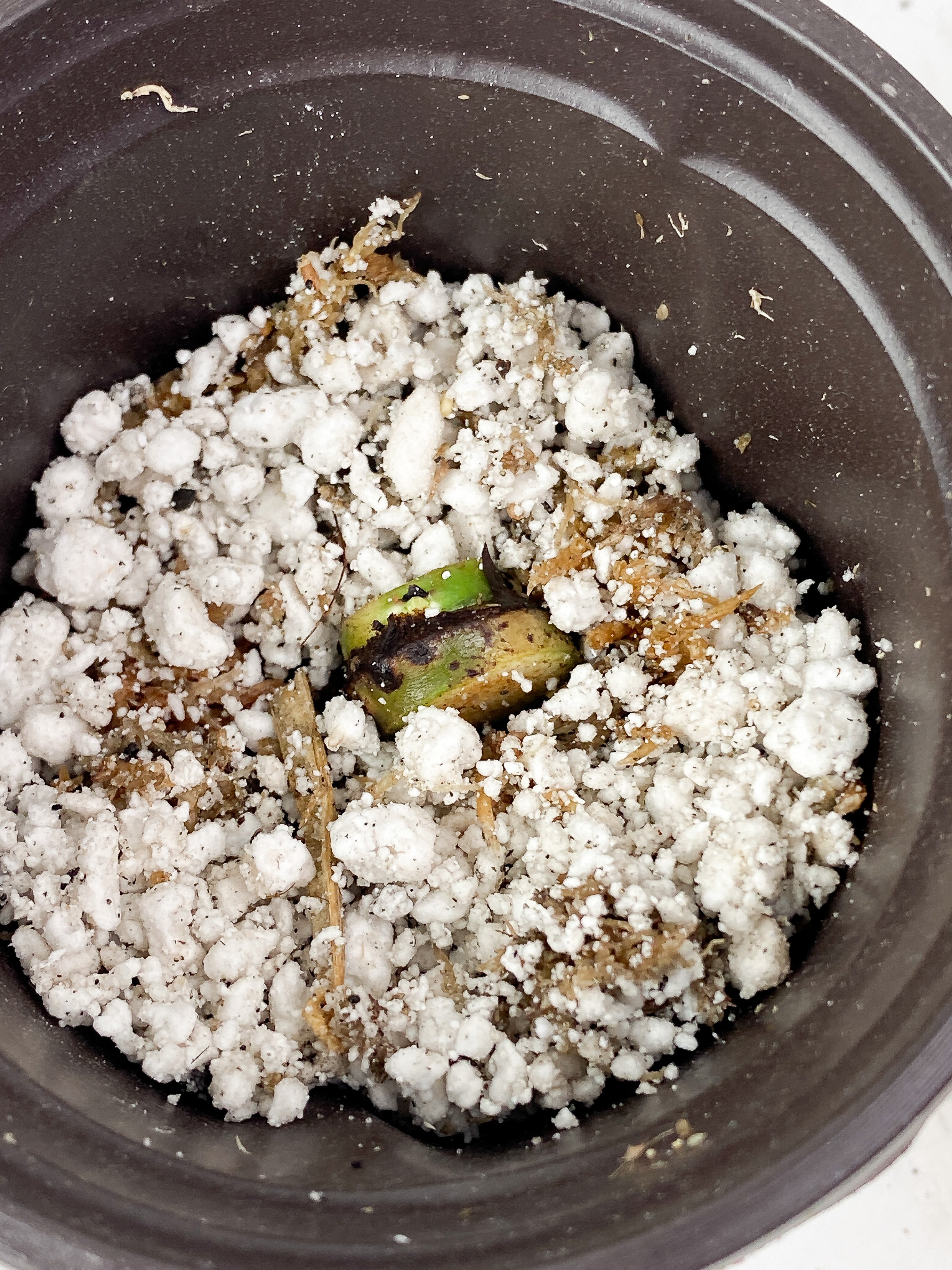Grower Choice: Philodendron Luxurians Rooting node