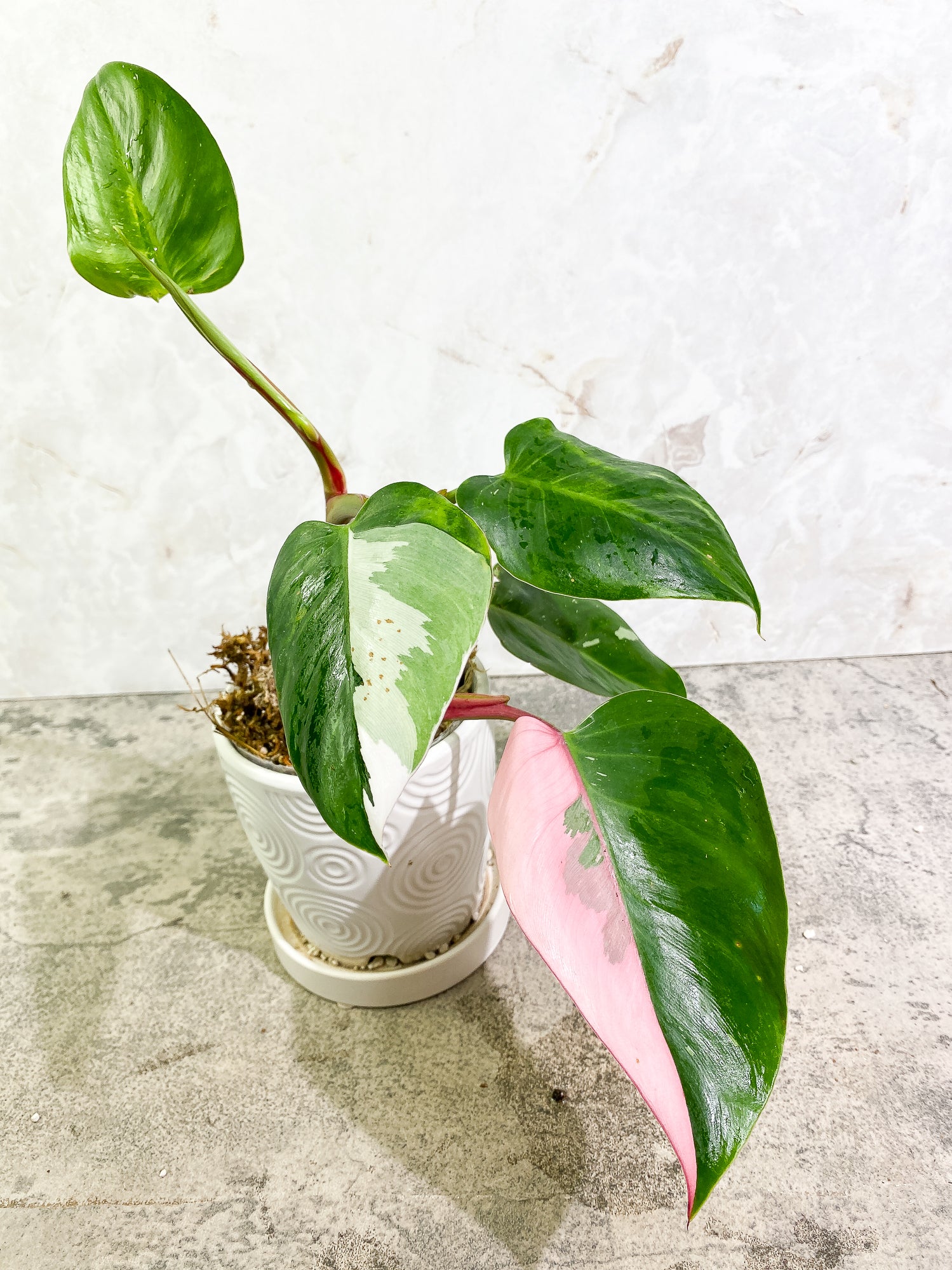 Philodendron online white princess #5