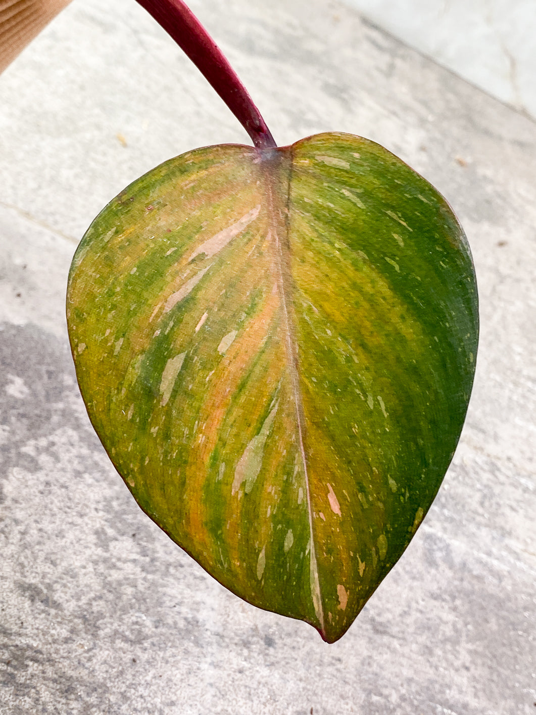 Philodendron Orange Princess variegated 1 leaf 1 extra node Slightly Rooted
