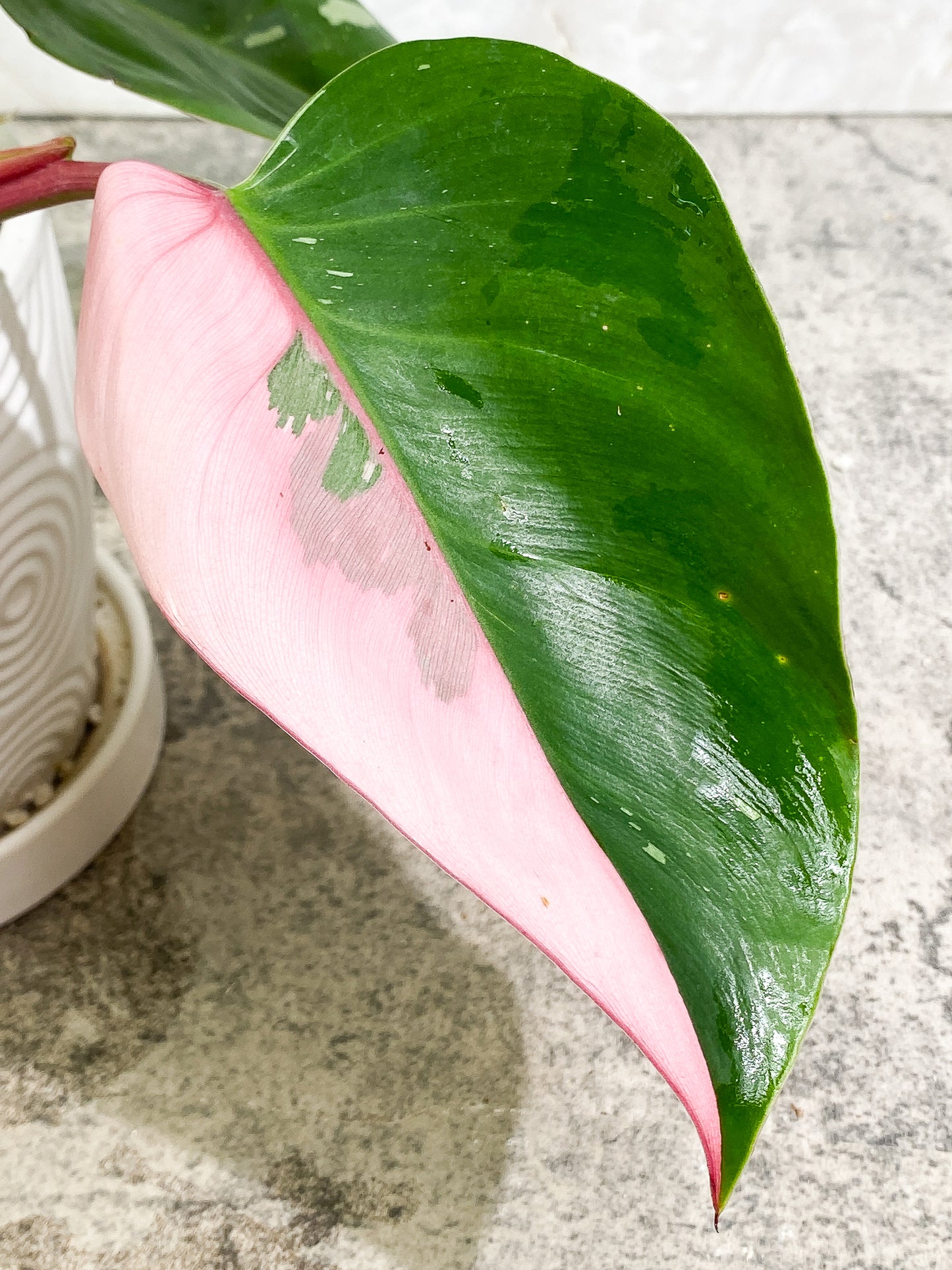 Philodendron White Princess Tricolor 5 leaves 1 sprout 1 growth point rooted