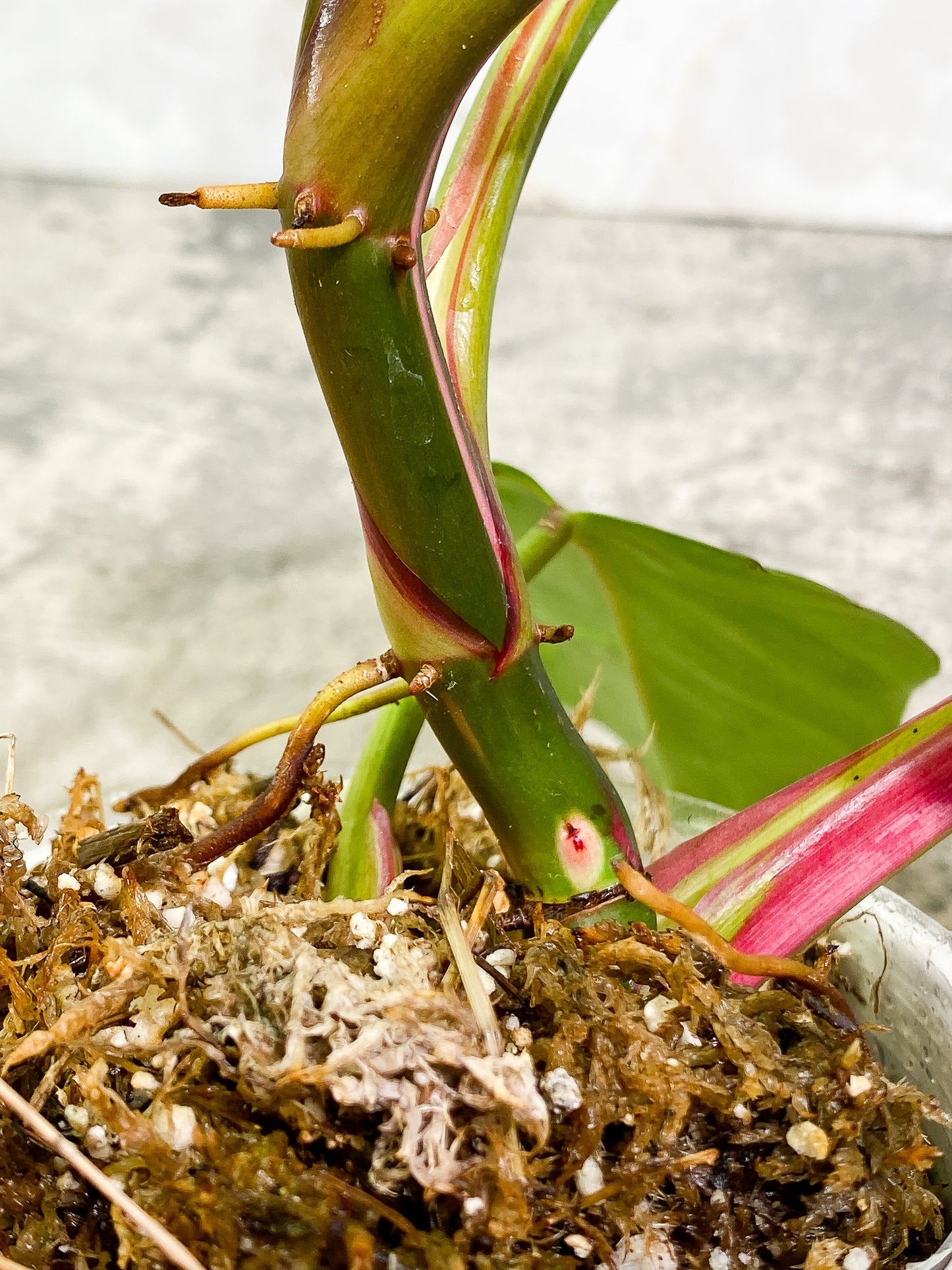 Philodendron White Princess Tricolor 5 leaves 1 sprout 1 growth point rooted