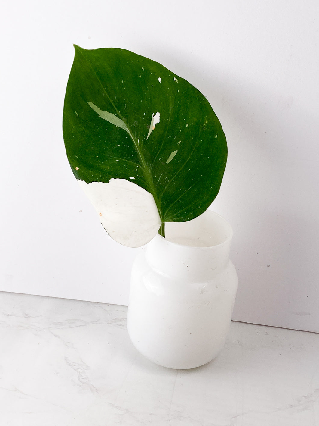 Philodendron White Wizard 1 leaf Rooting