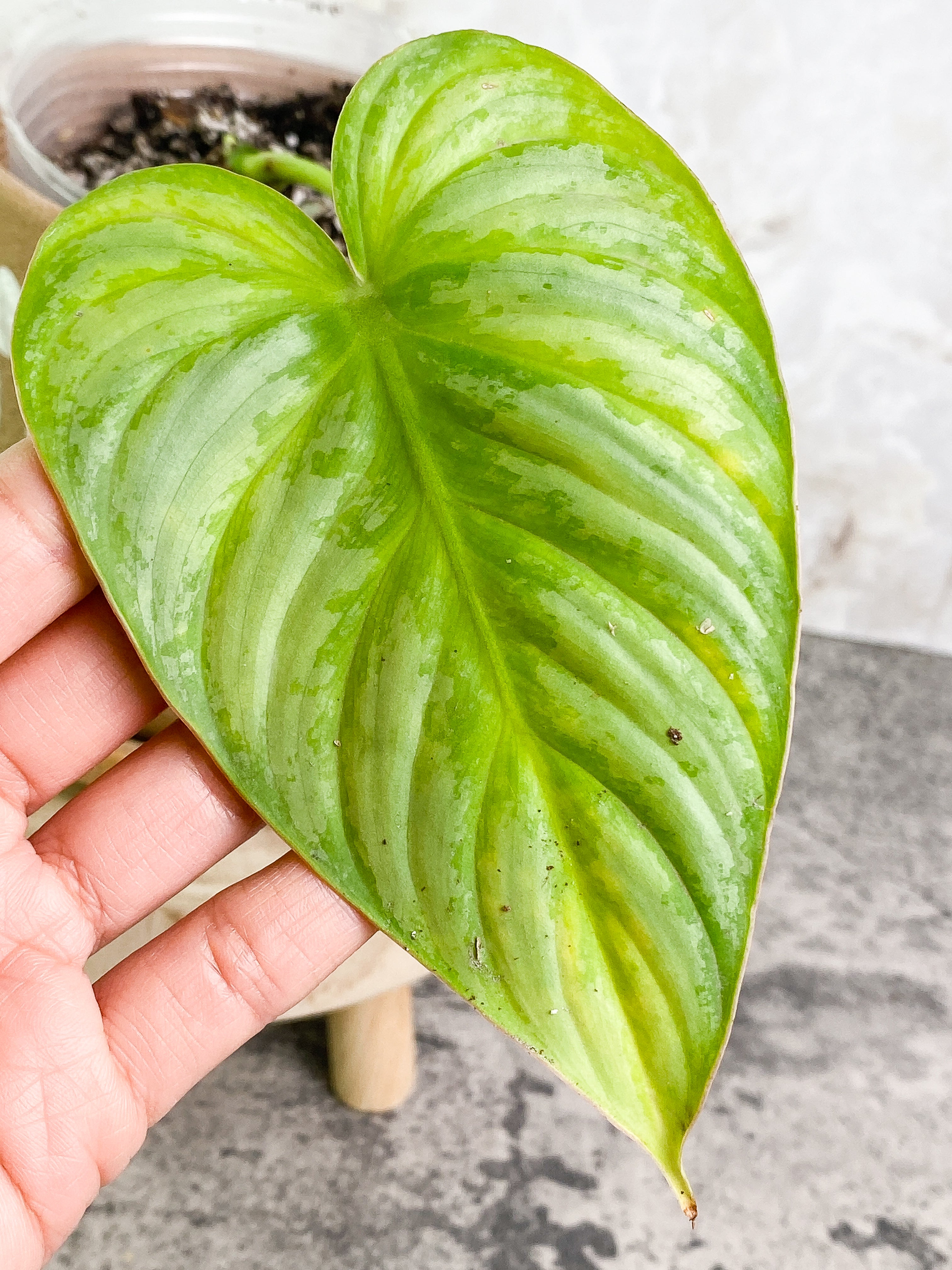 Philodendron pastazanum silver nieve cutting with 1 leaf and 1 sprout rooted