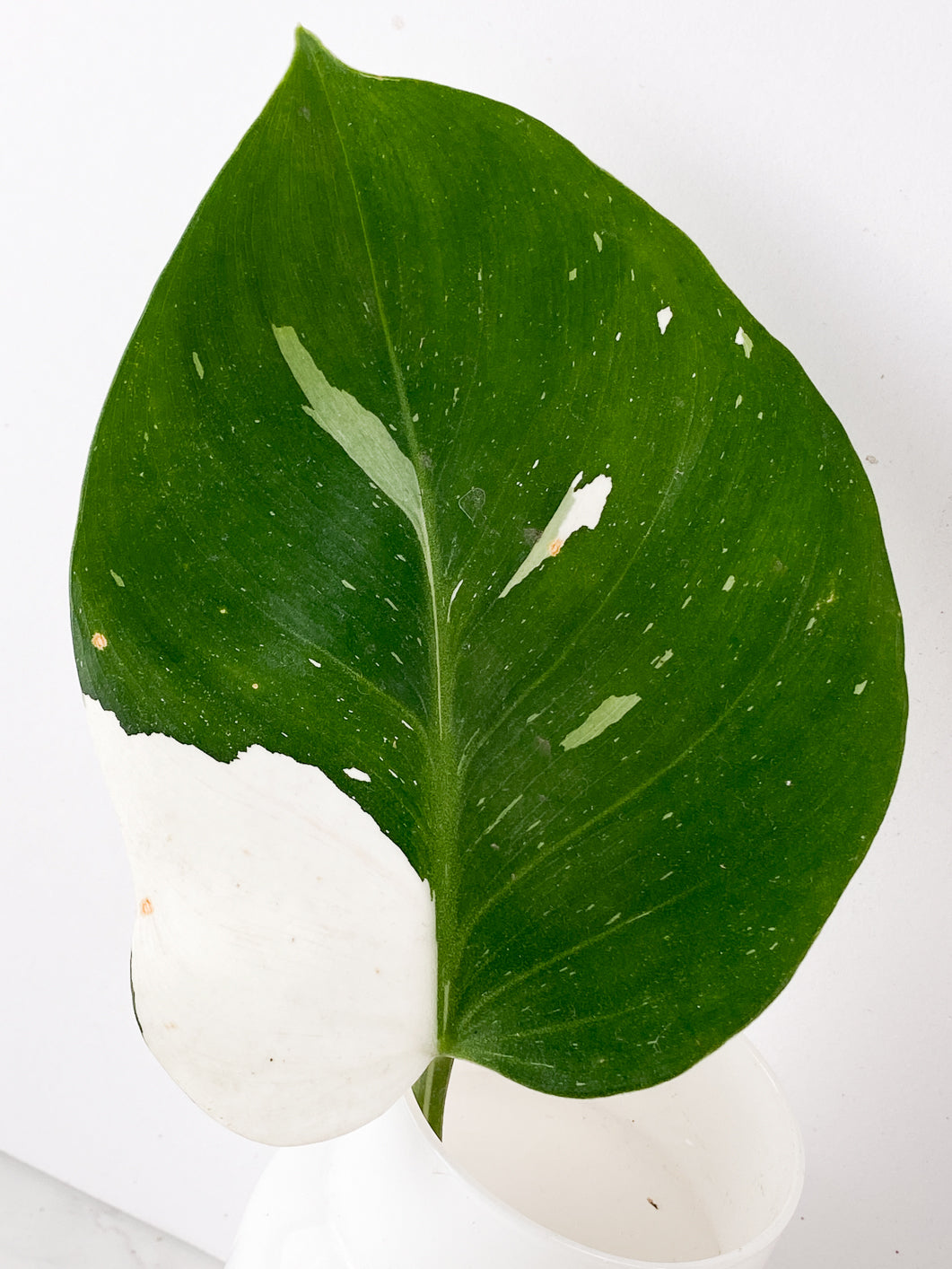 Philodendron White Wizard 1 leaf Rooting