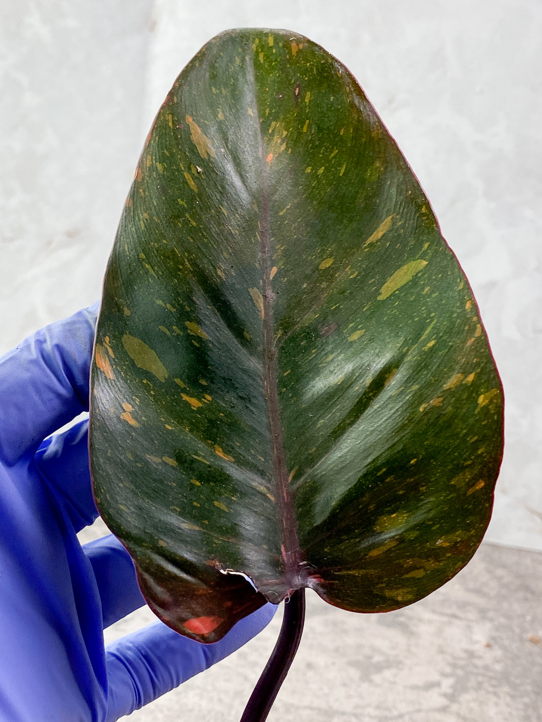 Philodendron Orange Princess variegated 1 leaf Slightly Rooted