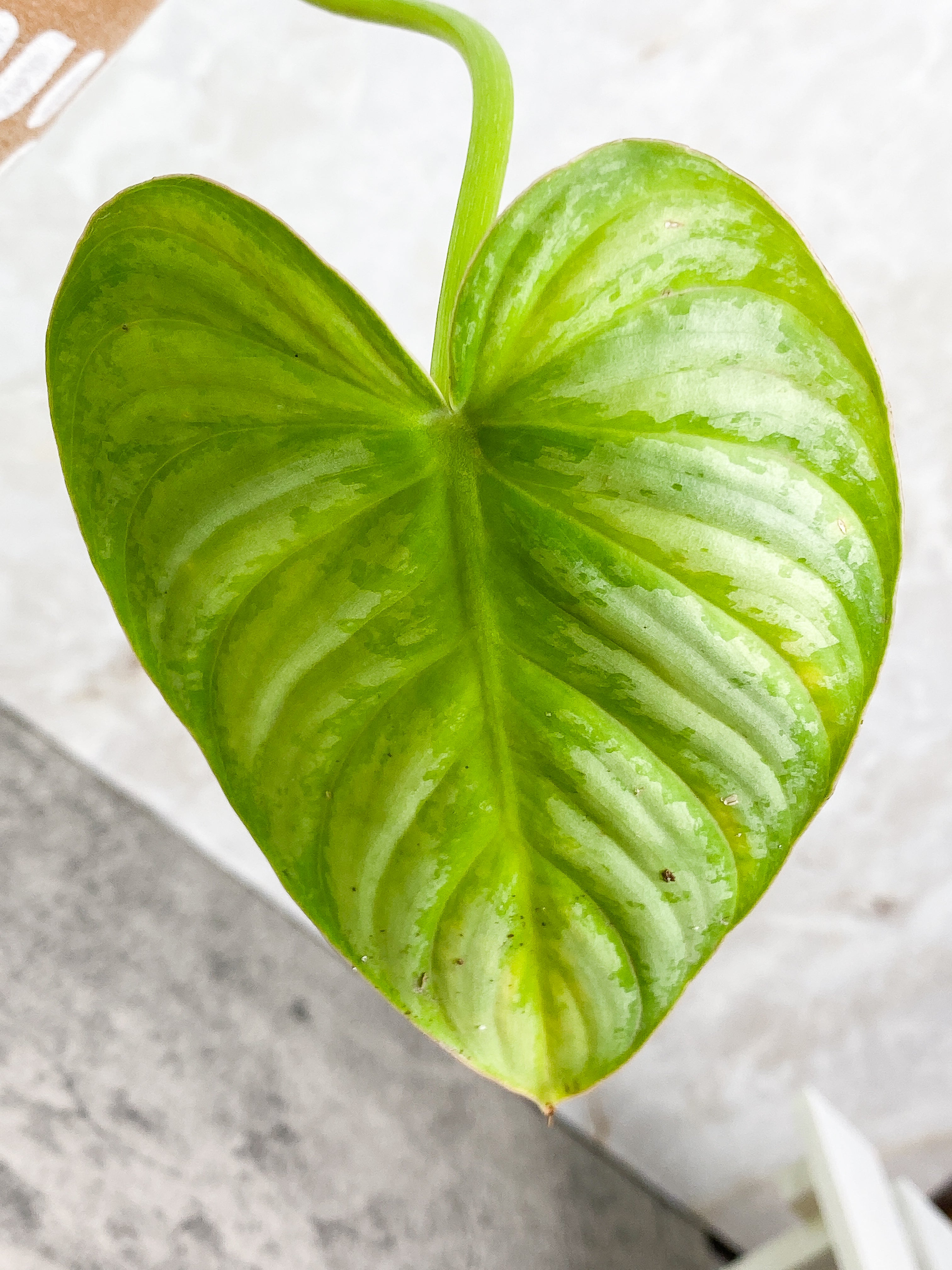 Philodendron pastazanum silver nieve cutting with 1 leaf and 1 sprout rooted