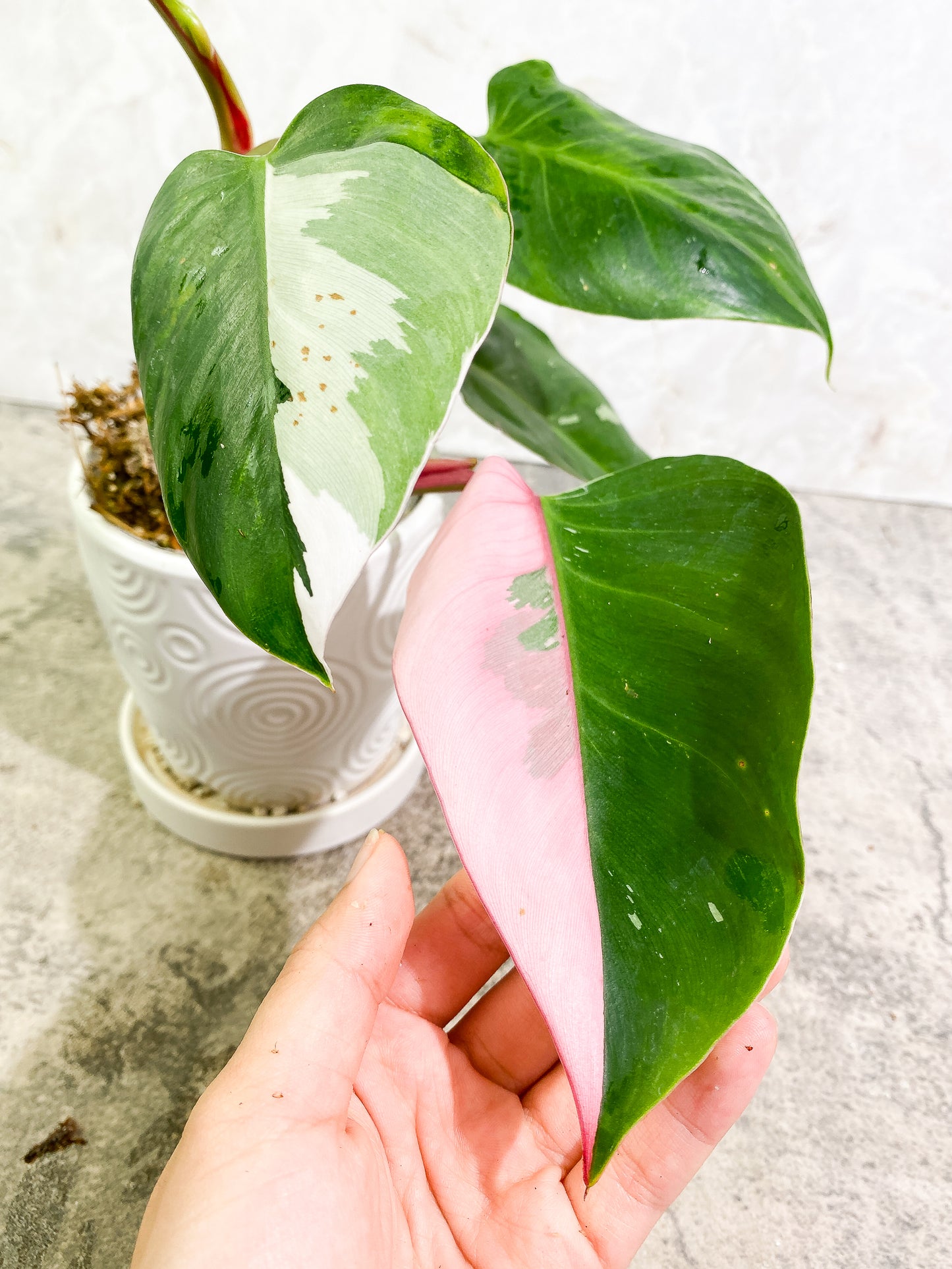 Philodendron White Princess Tricolor 5 leaves 1 sprout 1 growth point rooted