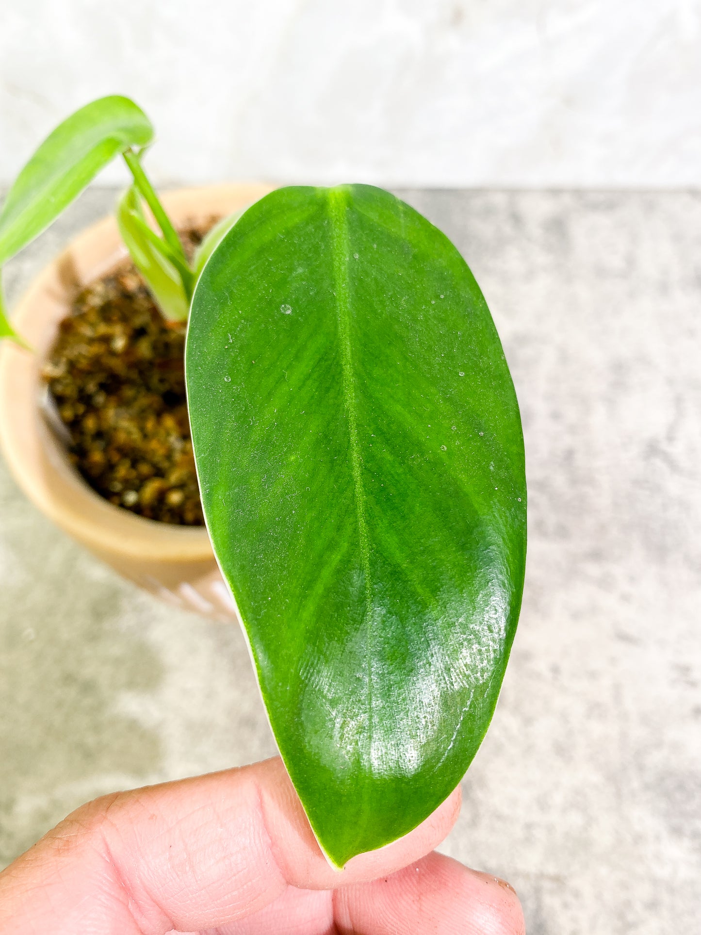 Philodendron lehmannii 2 leaves 1 sprout fully rooted