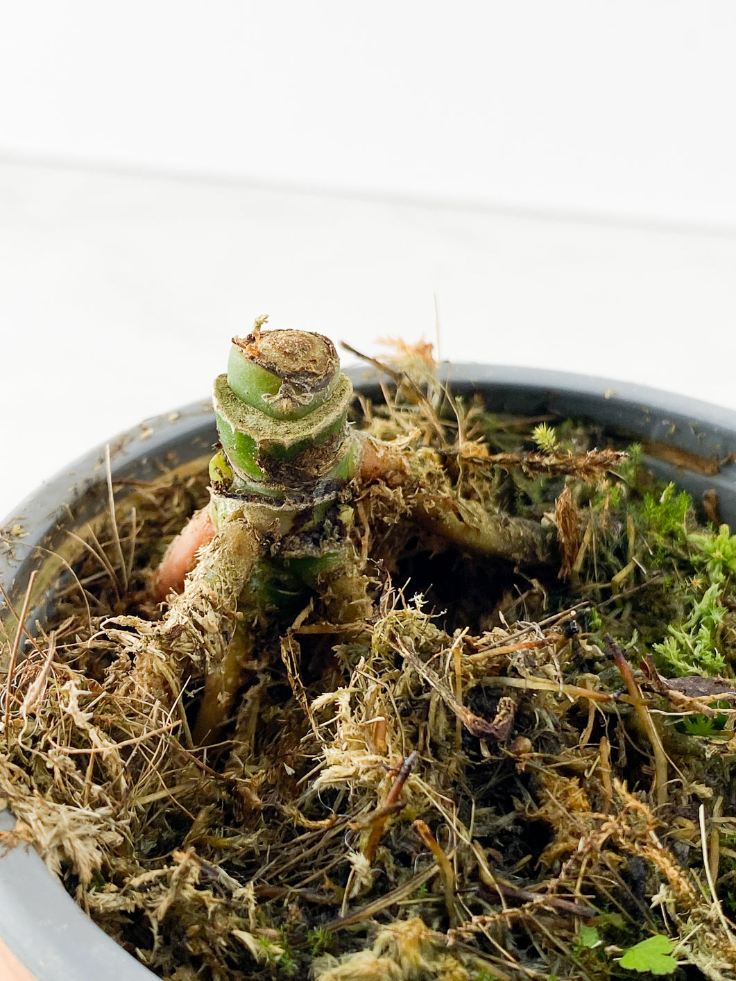 Anthurium splendidum Rooted node 1 growing bud